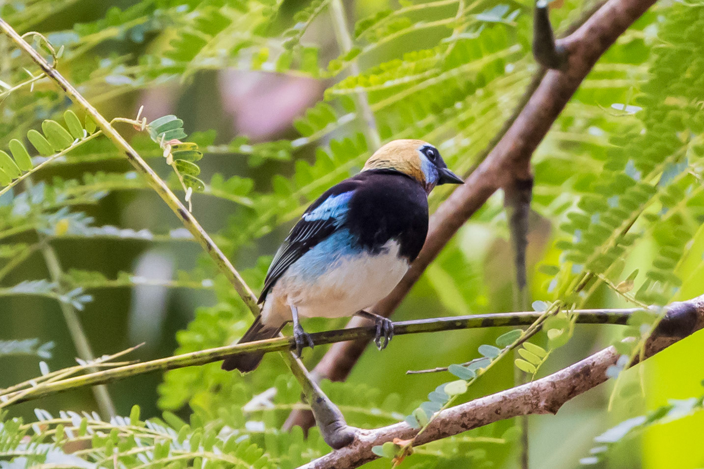 Golden-hooded Tanager