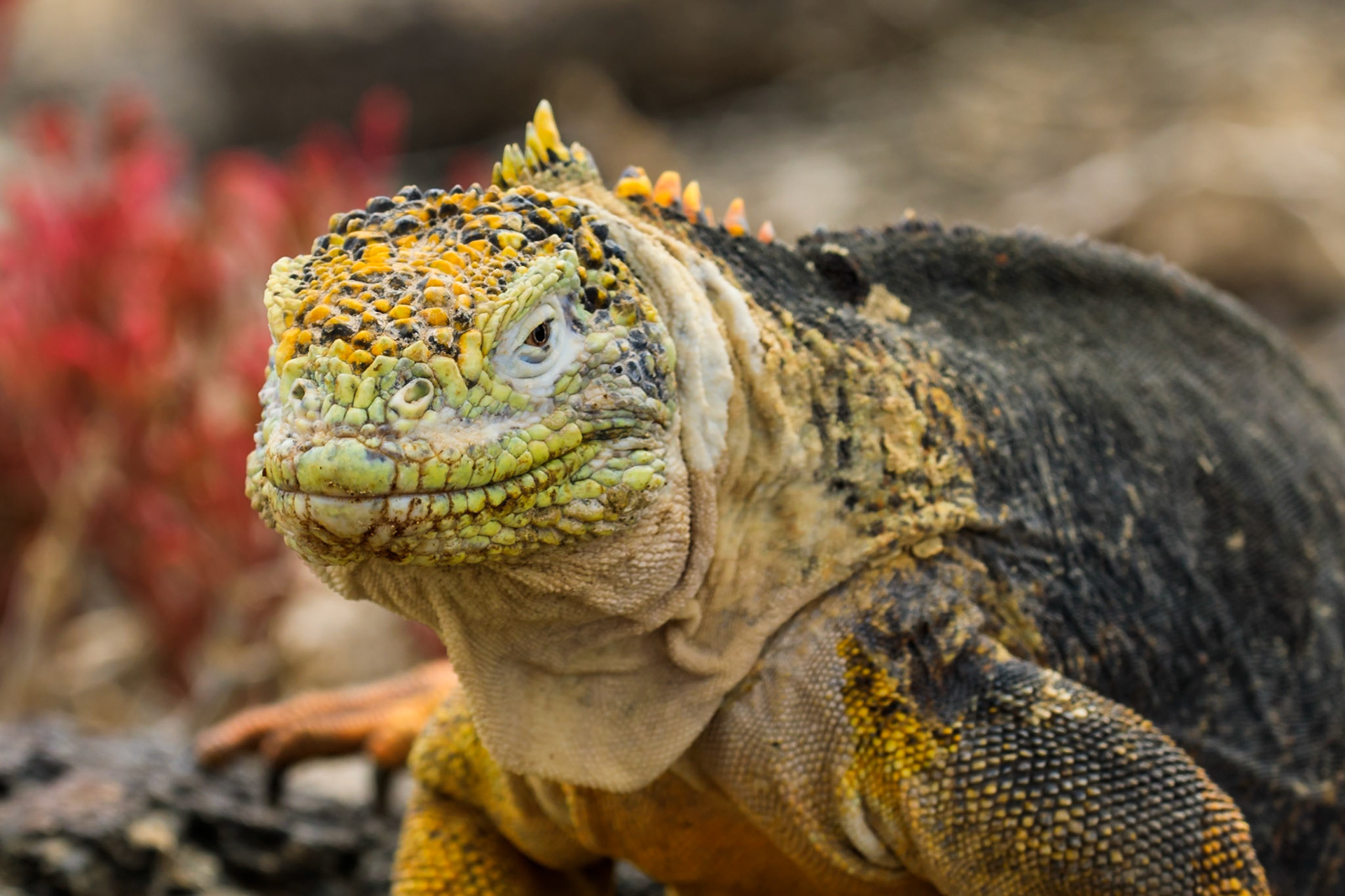 land iguana detail