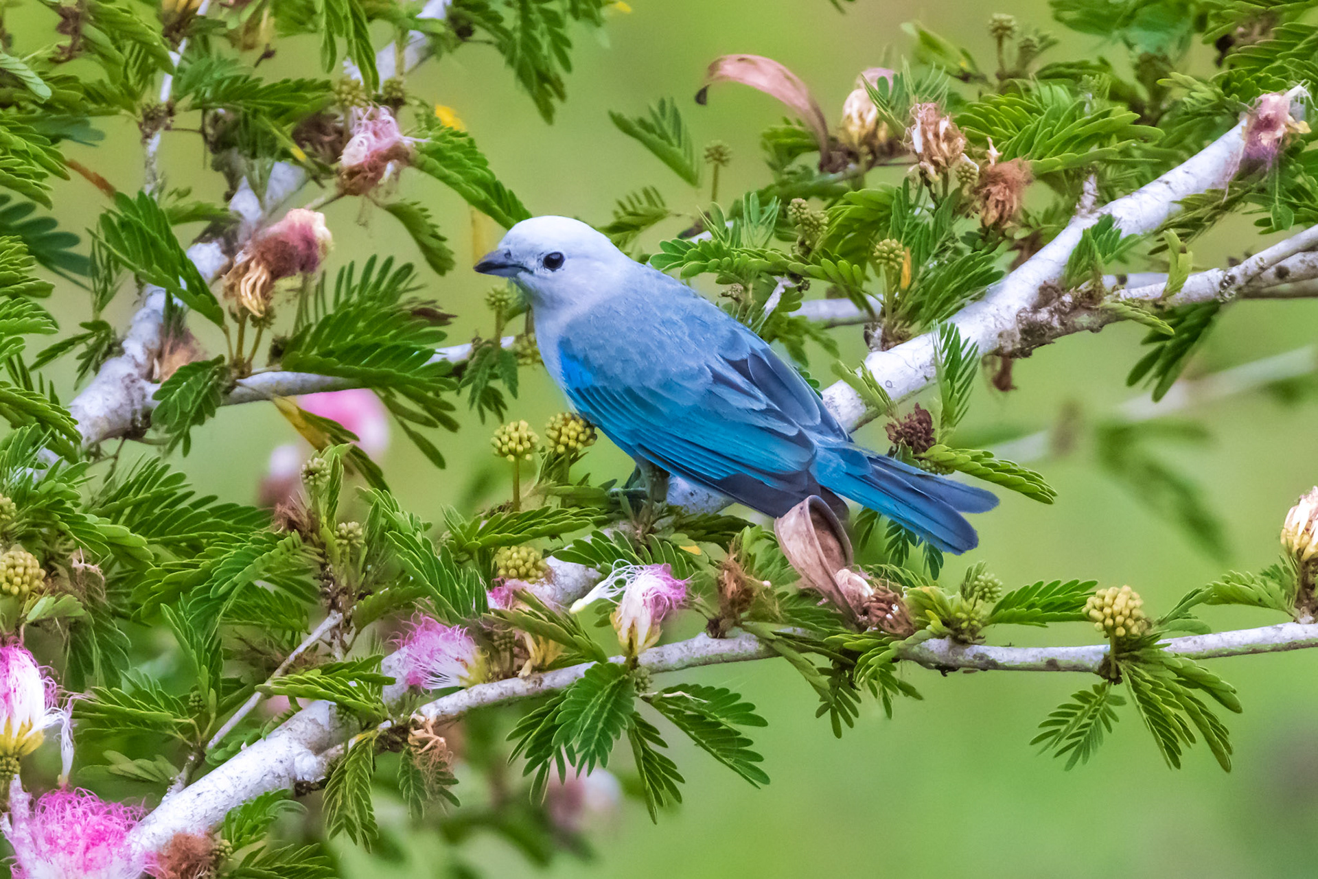 Blue-gray Tanager