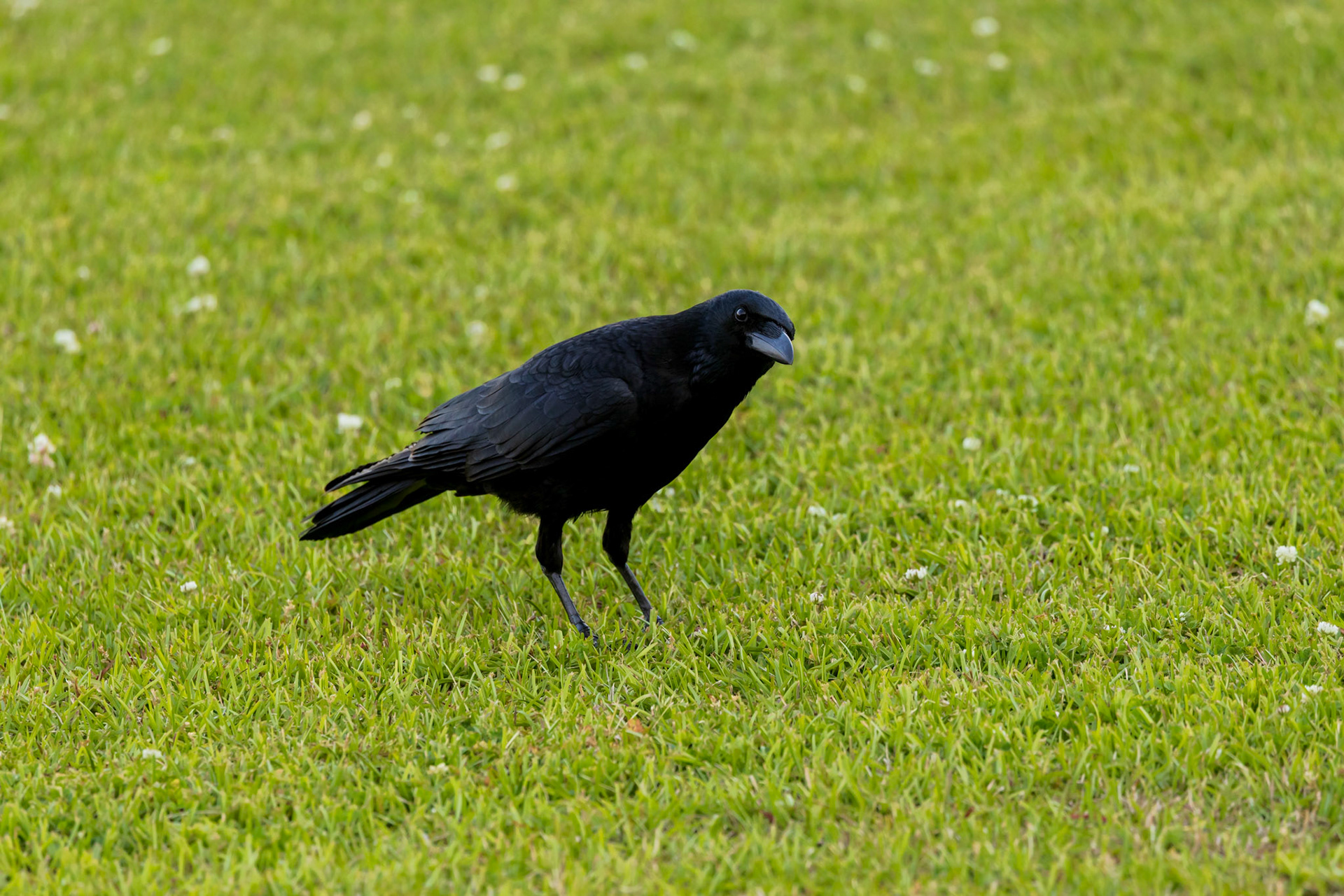 Large-billed Crow