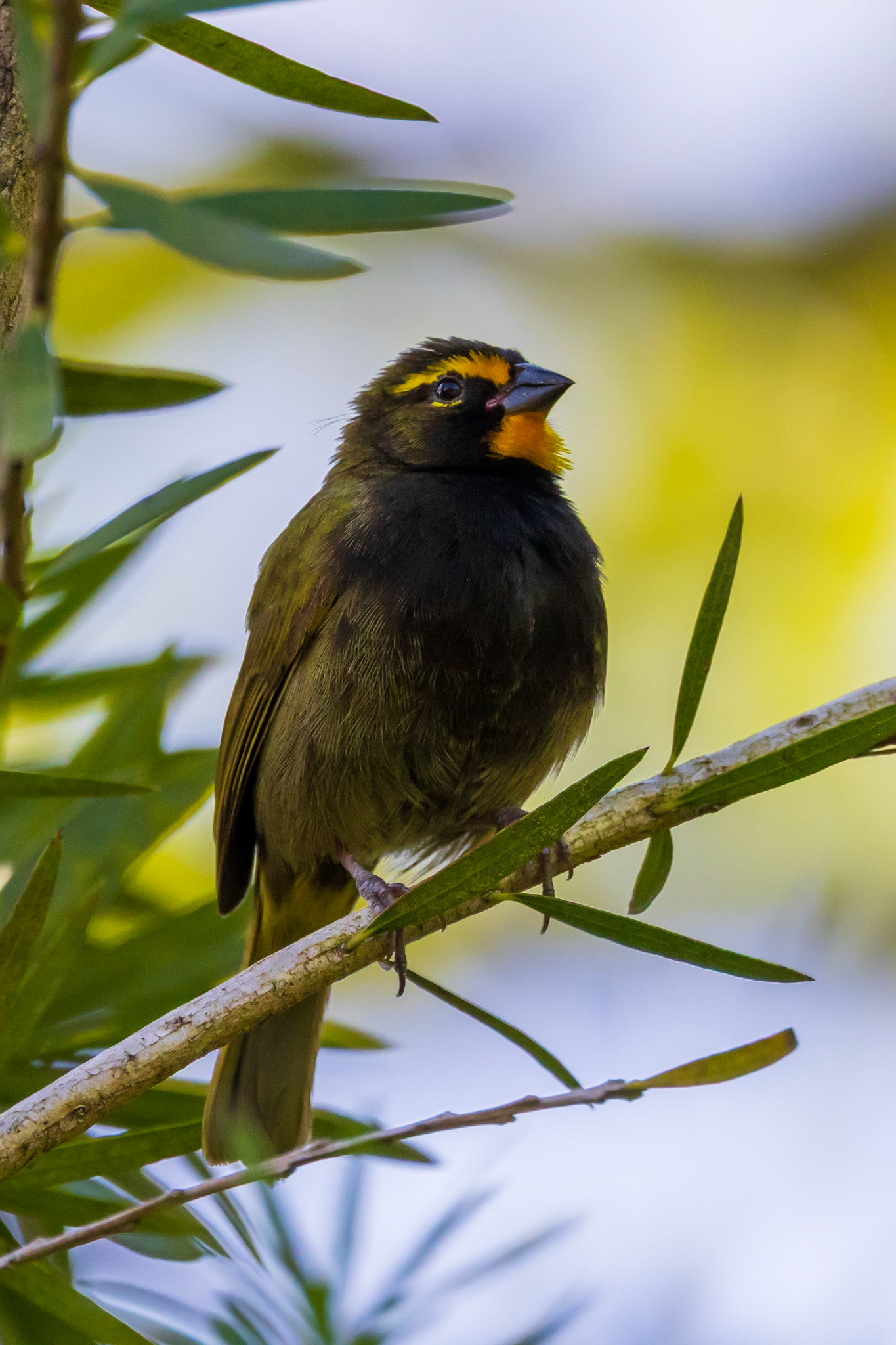 Yellow-faces Grassquit