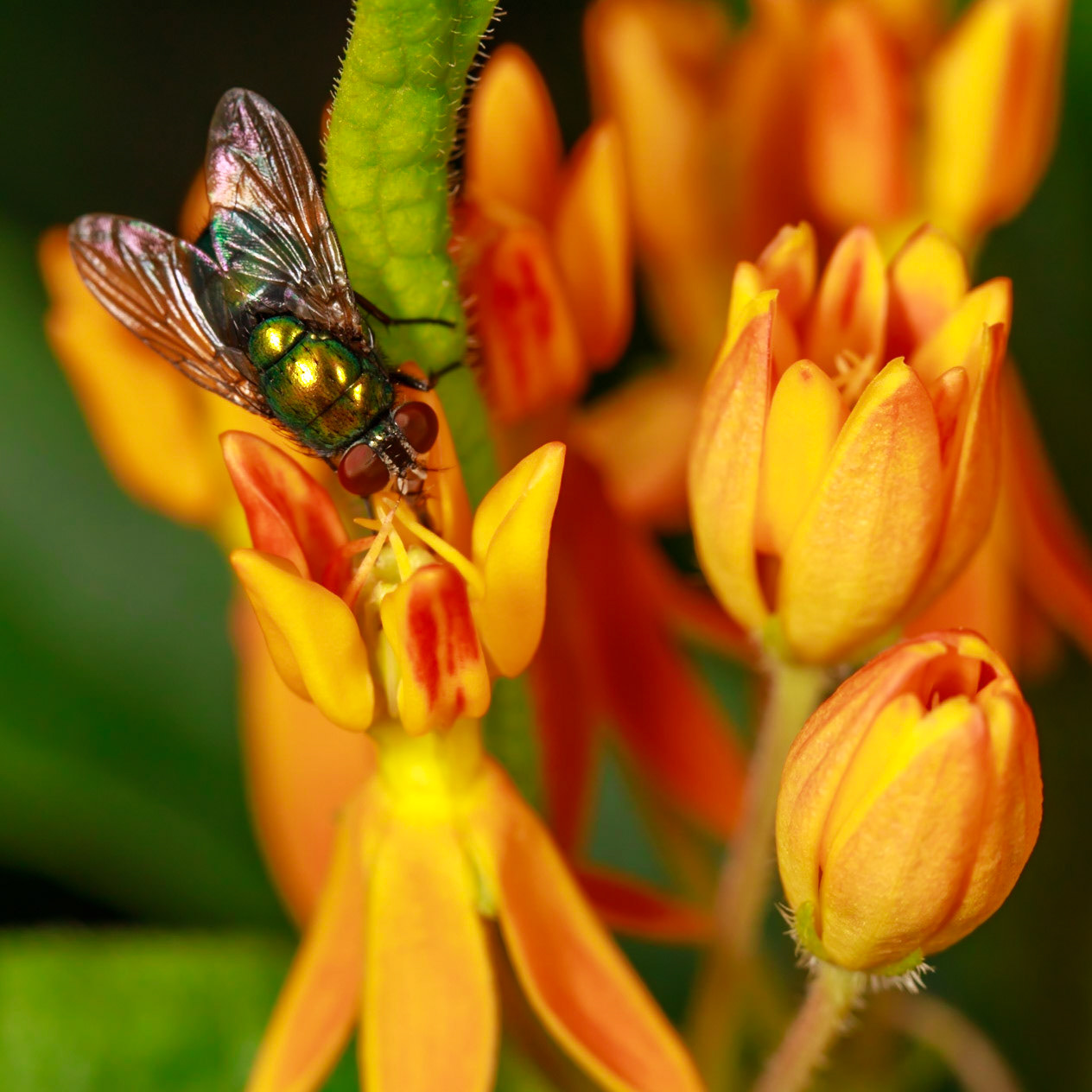 Fly on Milkweed