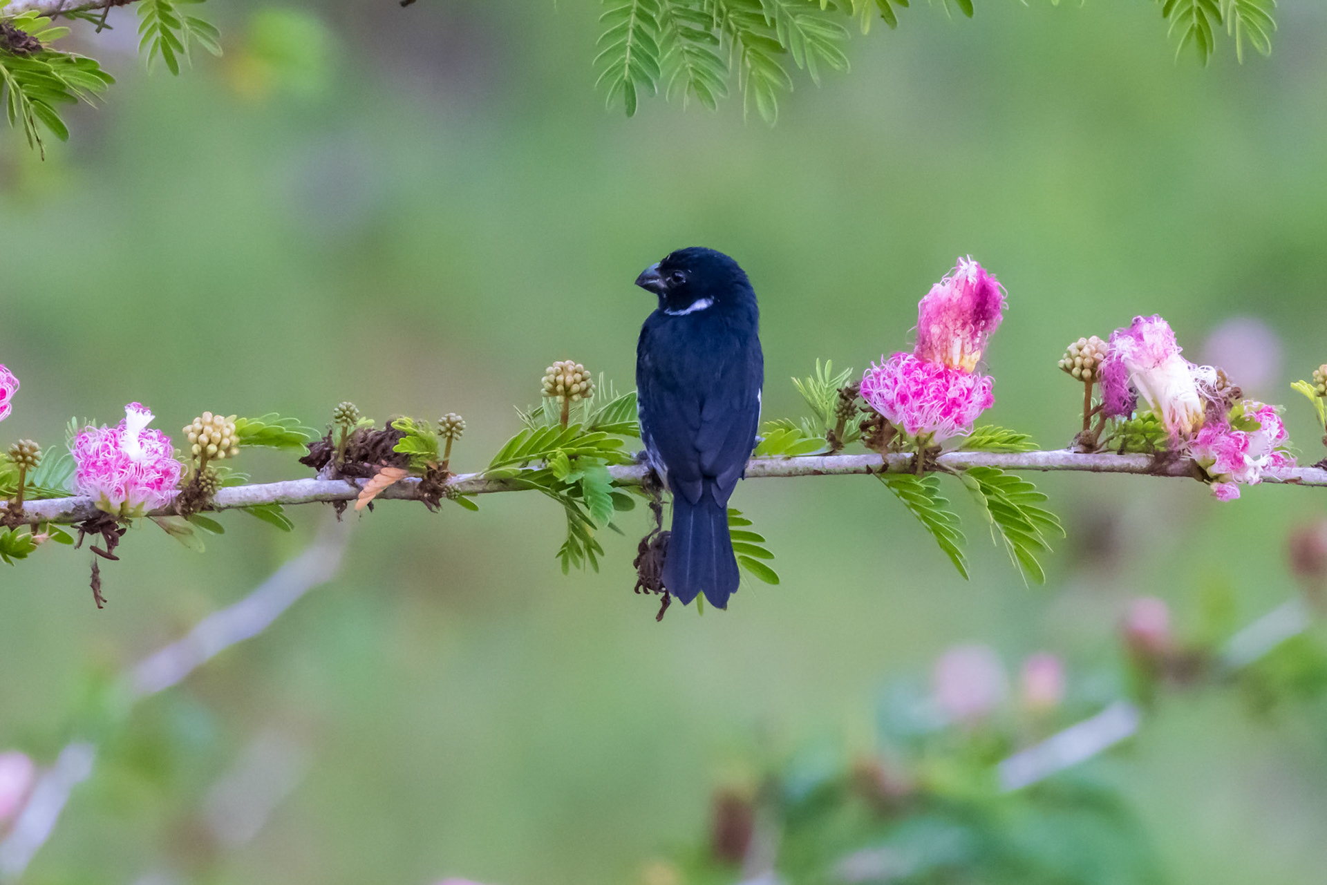 Variable Seedeater