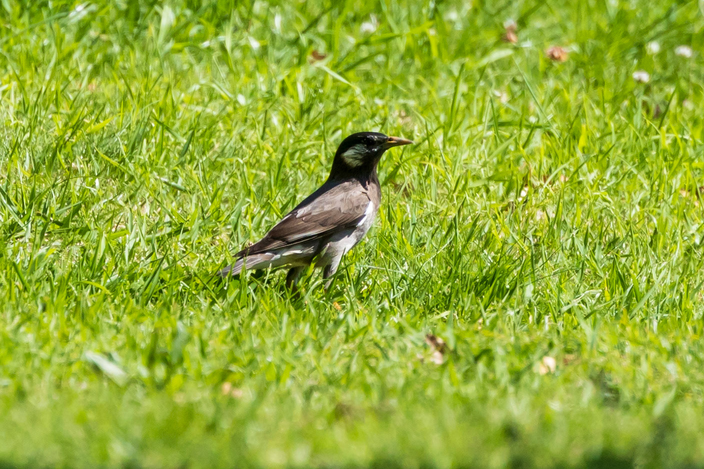 White-cheeked Starling
