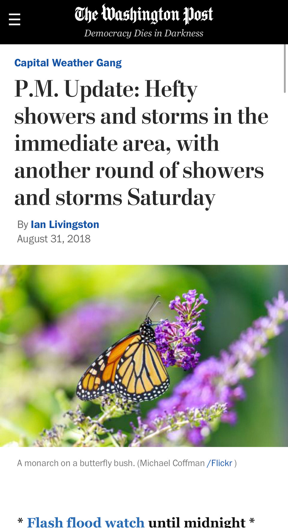 Monarch Butterfly