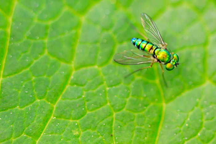 Green Fly