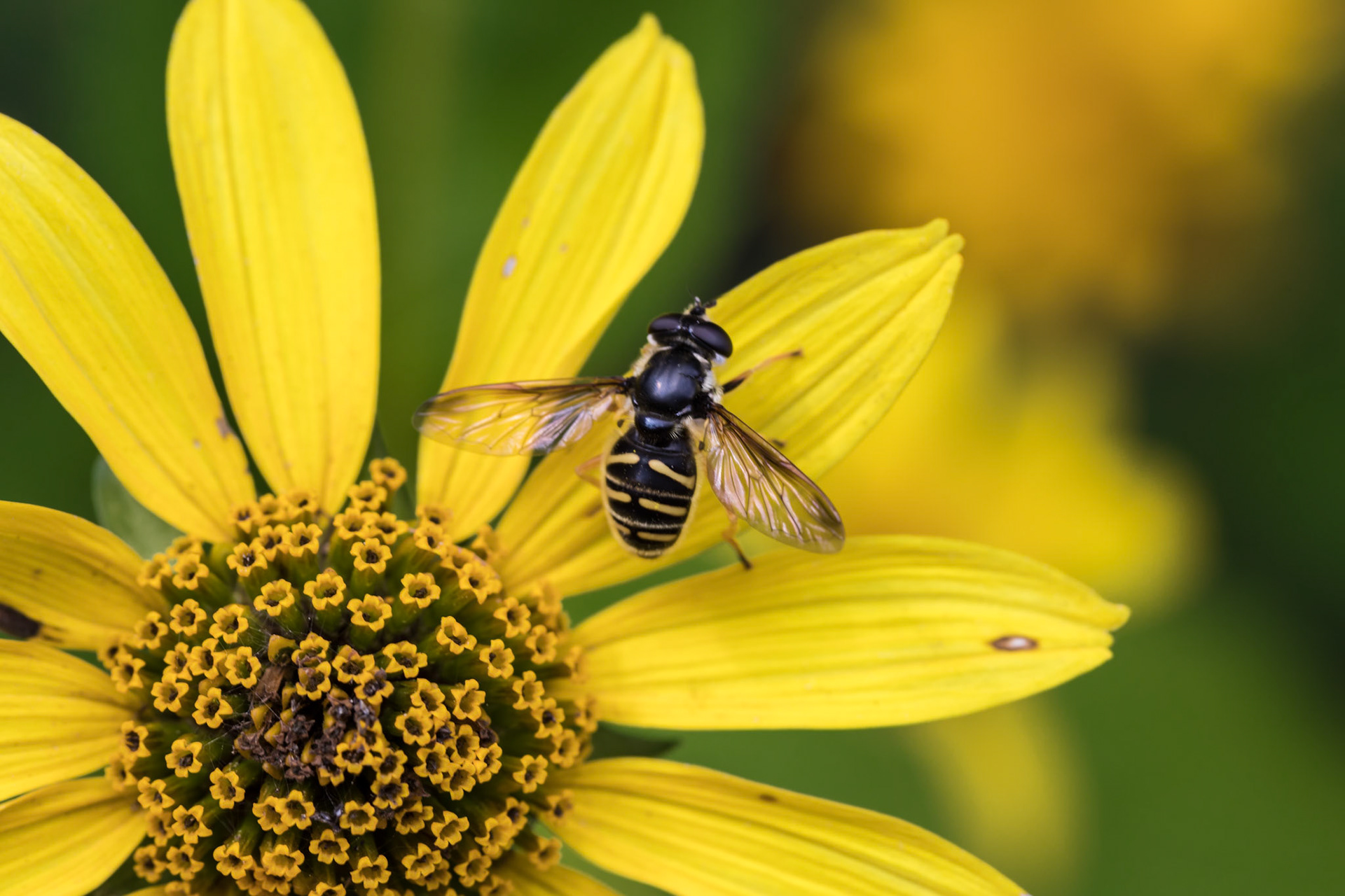 Yellow Bee, Yellow Flower