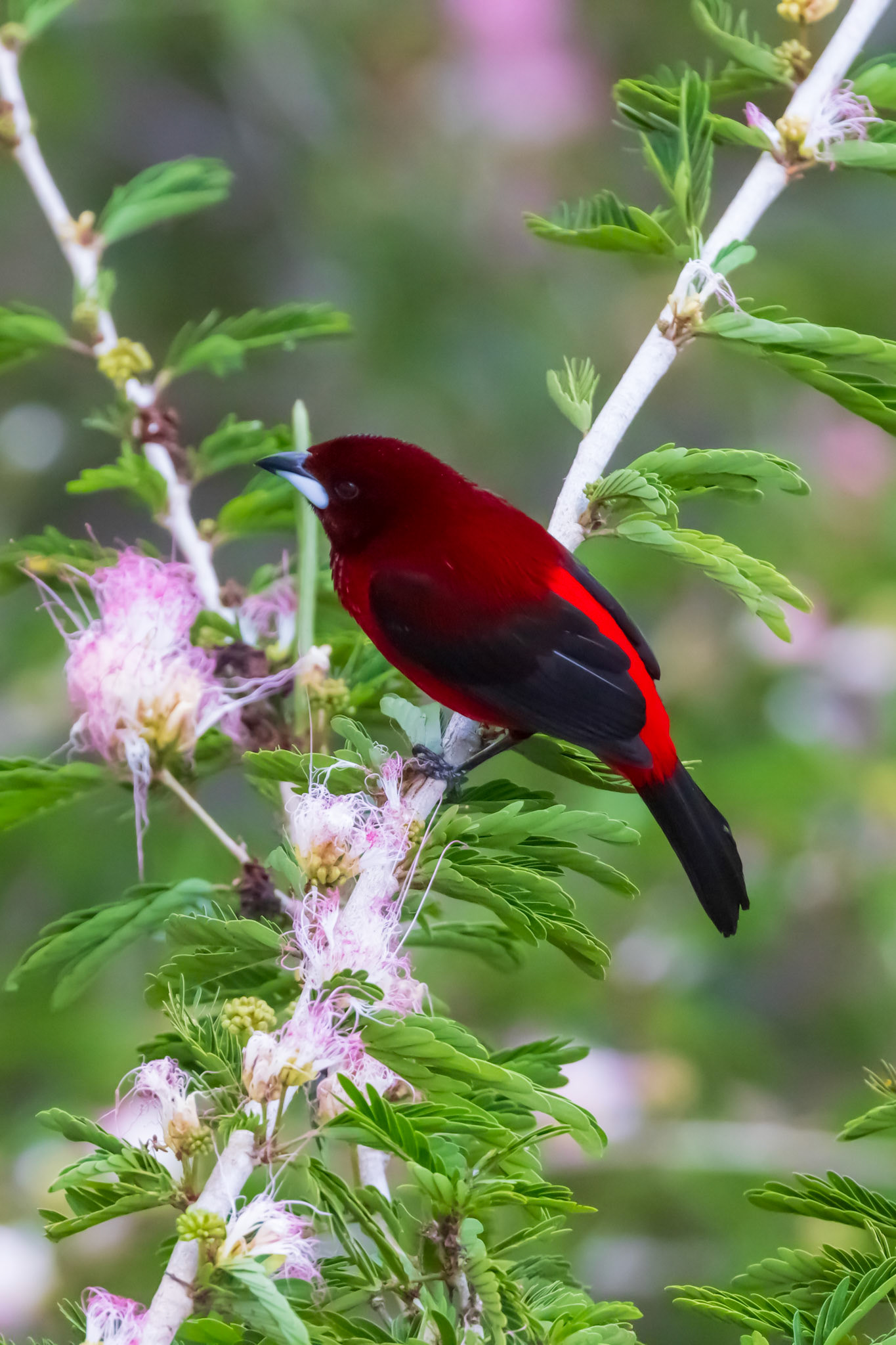 Crimson-backed Tanager