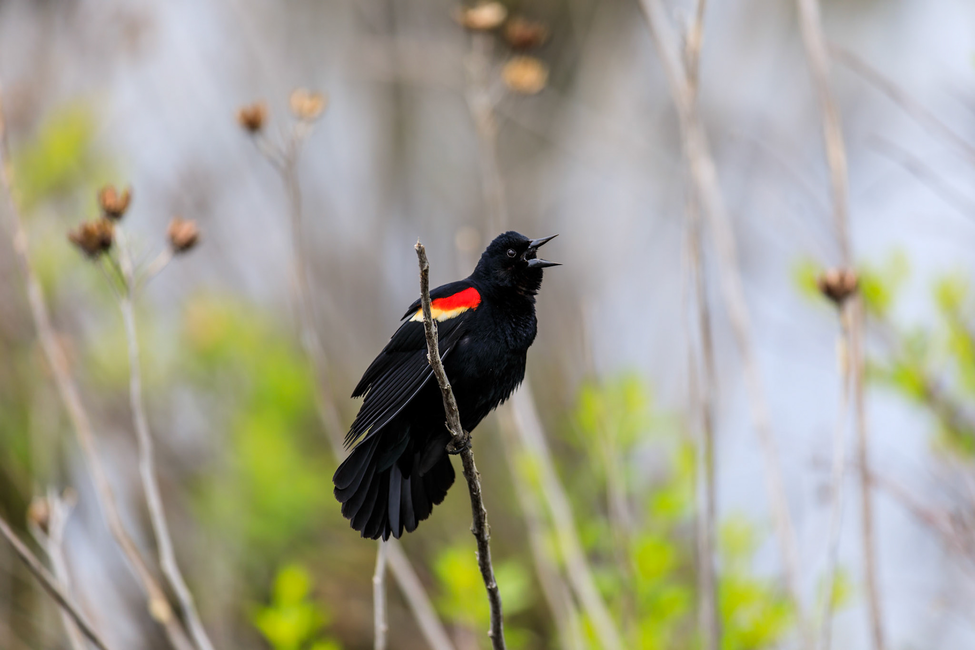 Red Winged Blackbird
