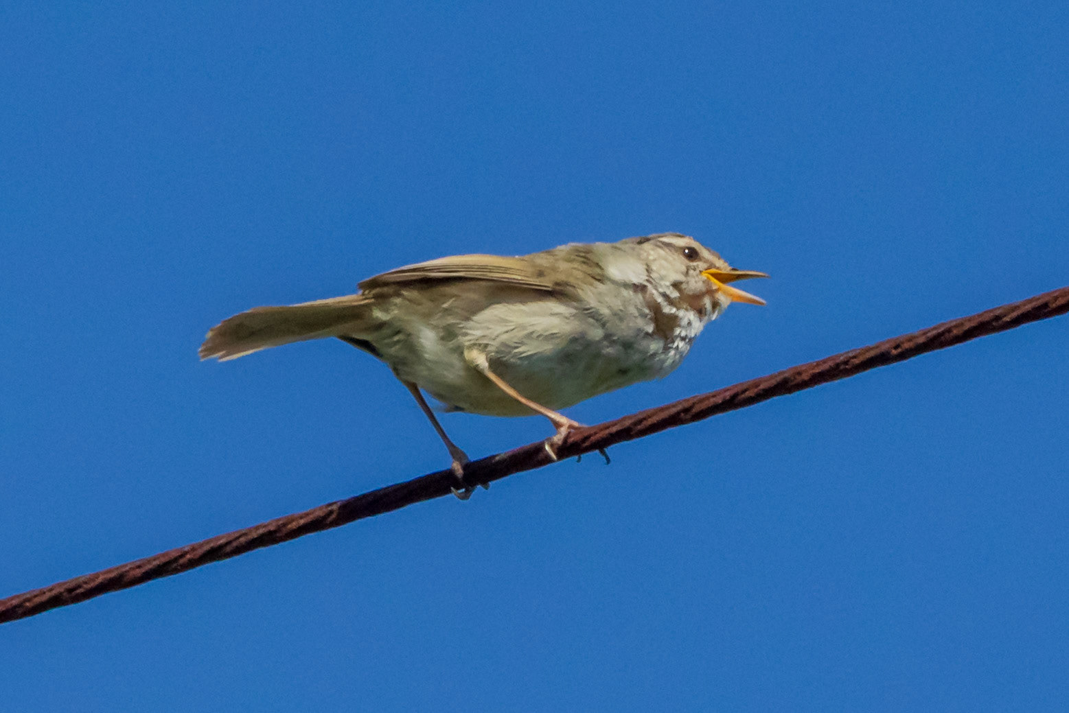 Japanese Bush Warbler, we heard these pretty consistently in the countryside but only saw this one.