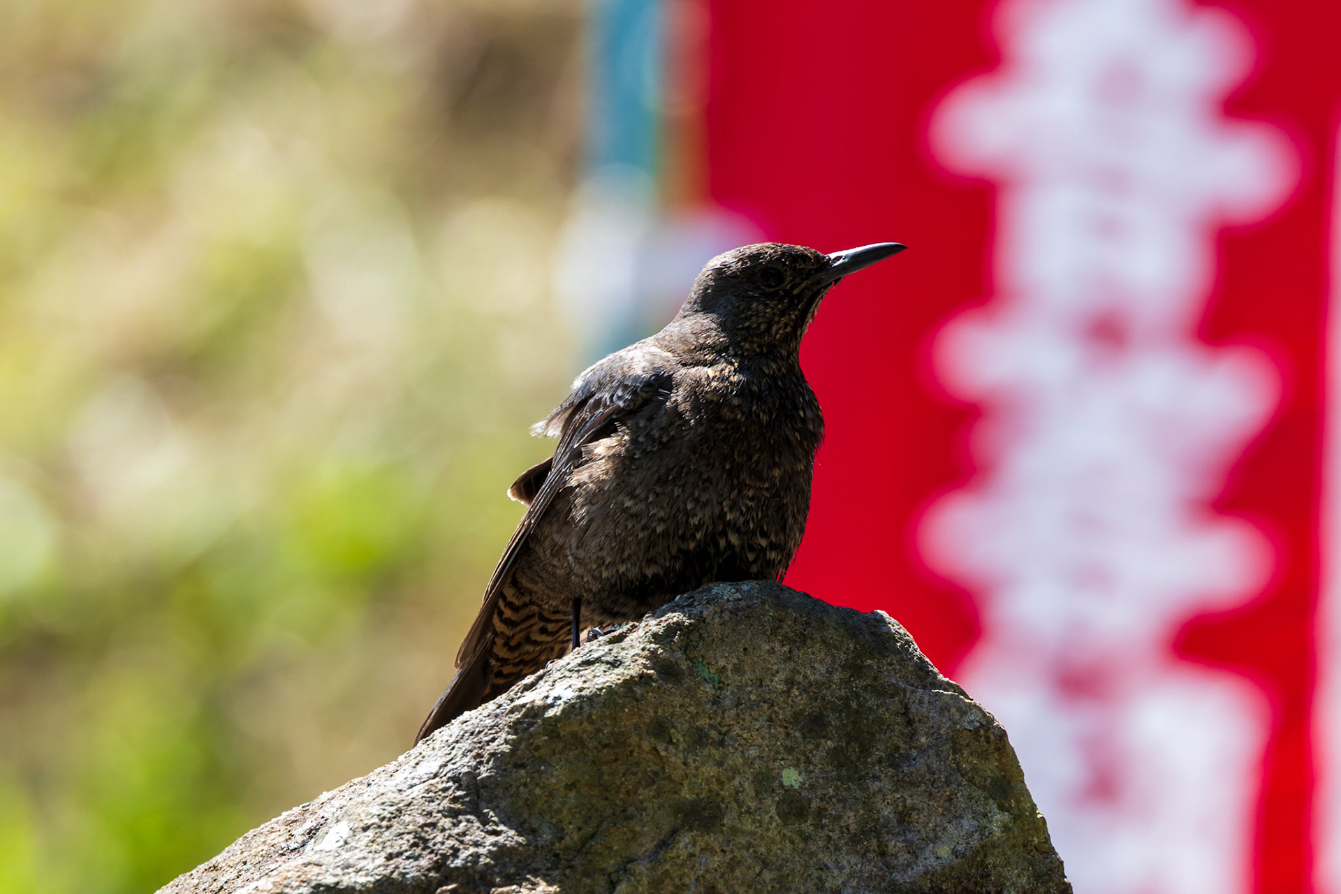 Blue Rock-Thrush