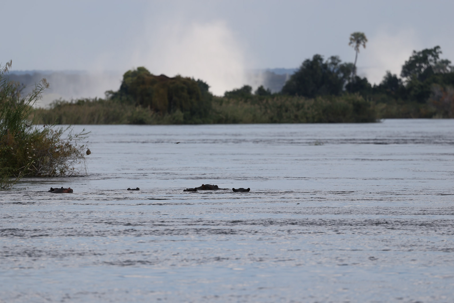 The mist of Victoria Falls in the background with our first Hippo sightings of the trip