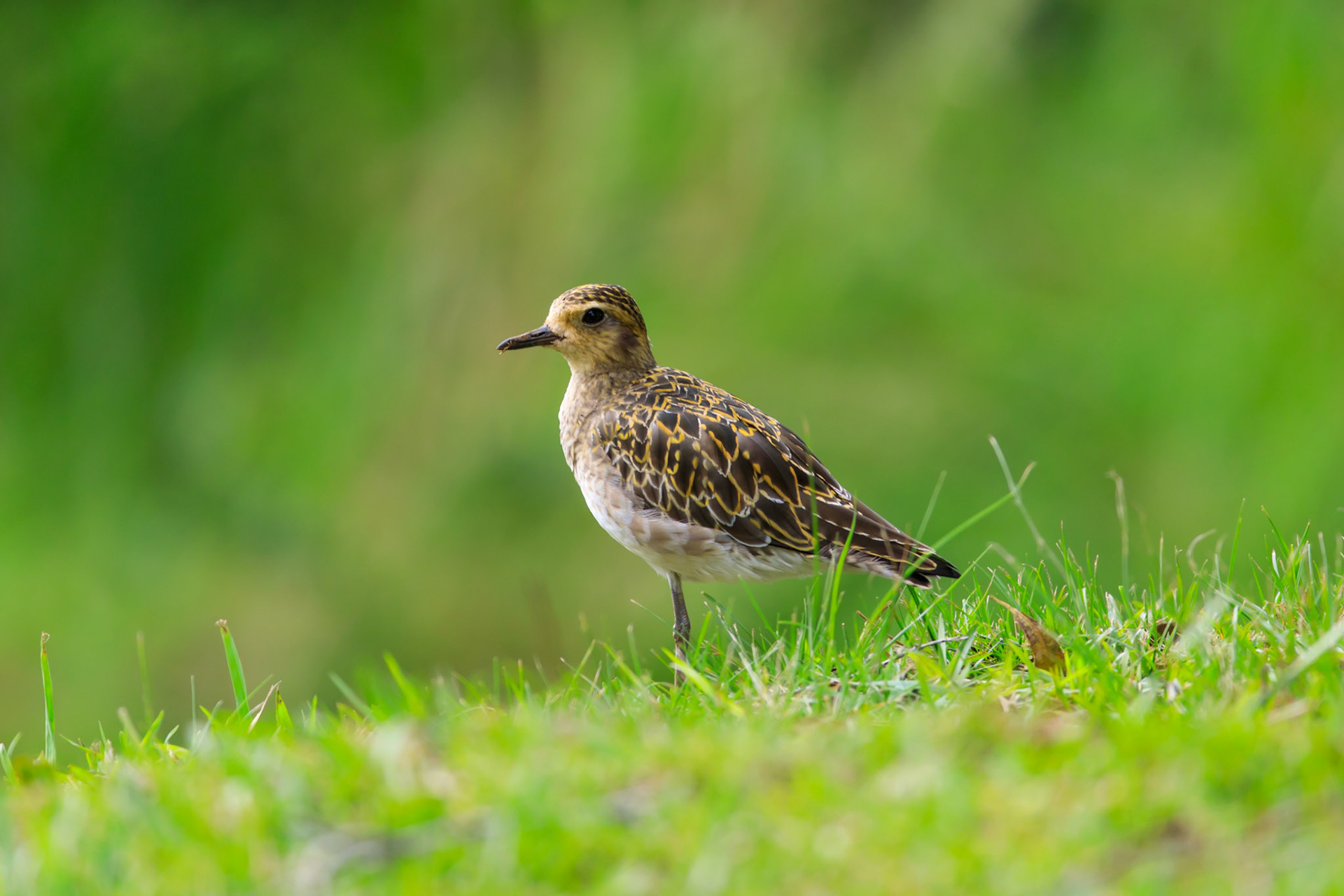 Pacific Golden-Plover
