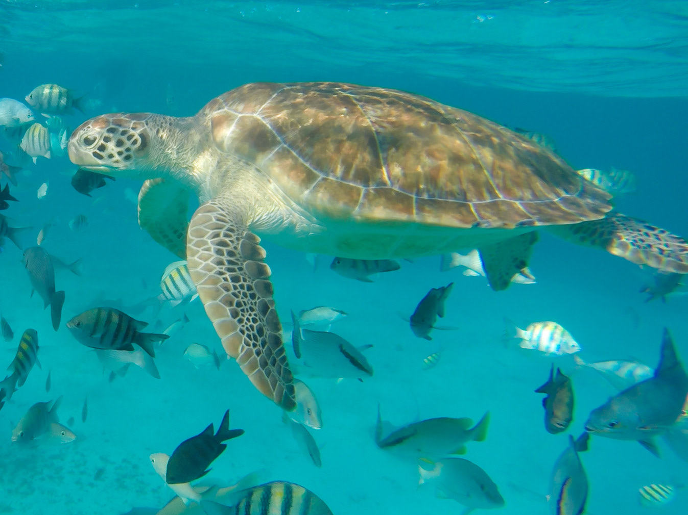 DCIM\100GOPRO\G0129649.