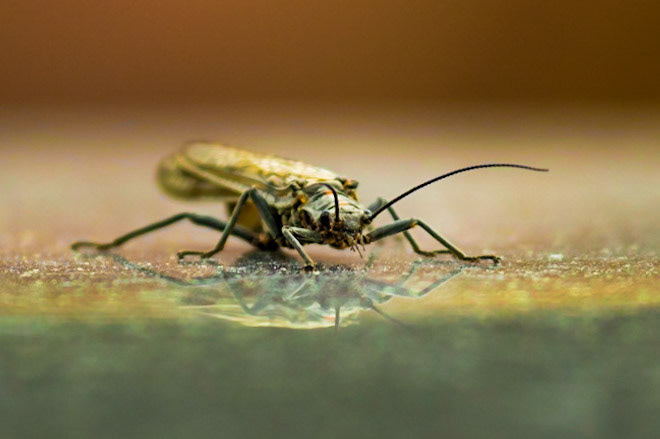 Cicada
