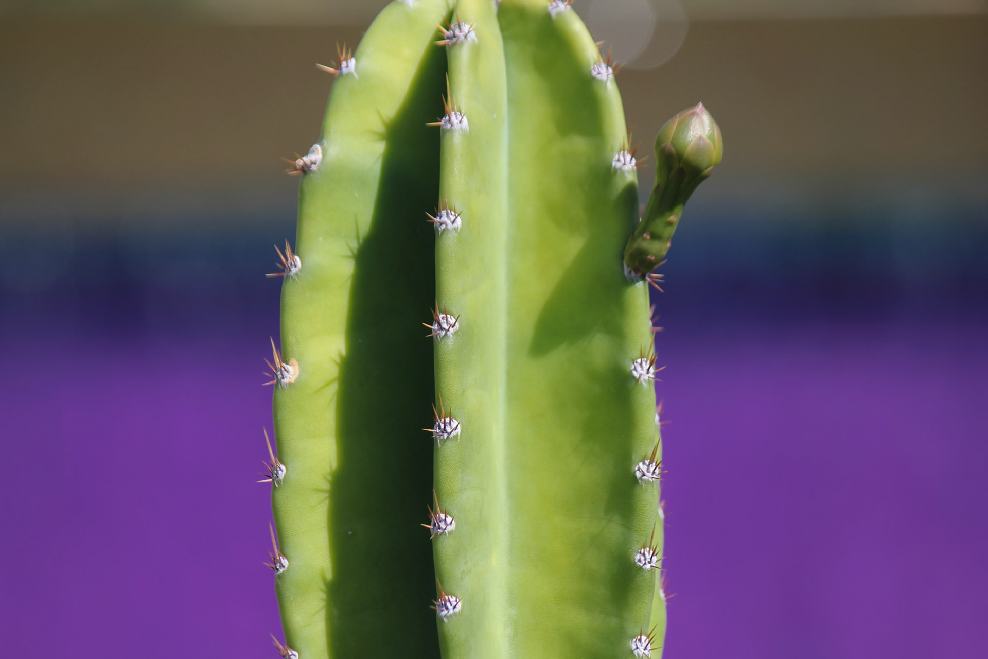 Cactus