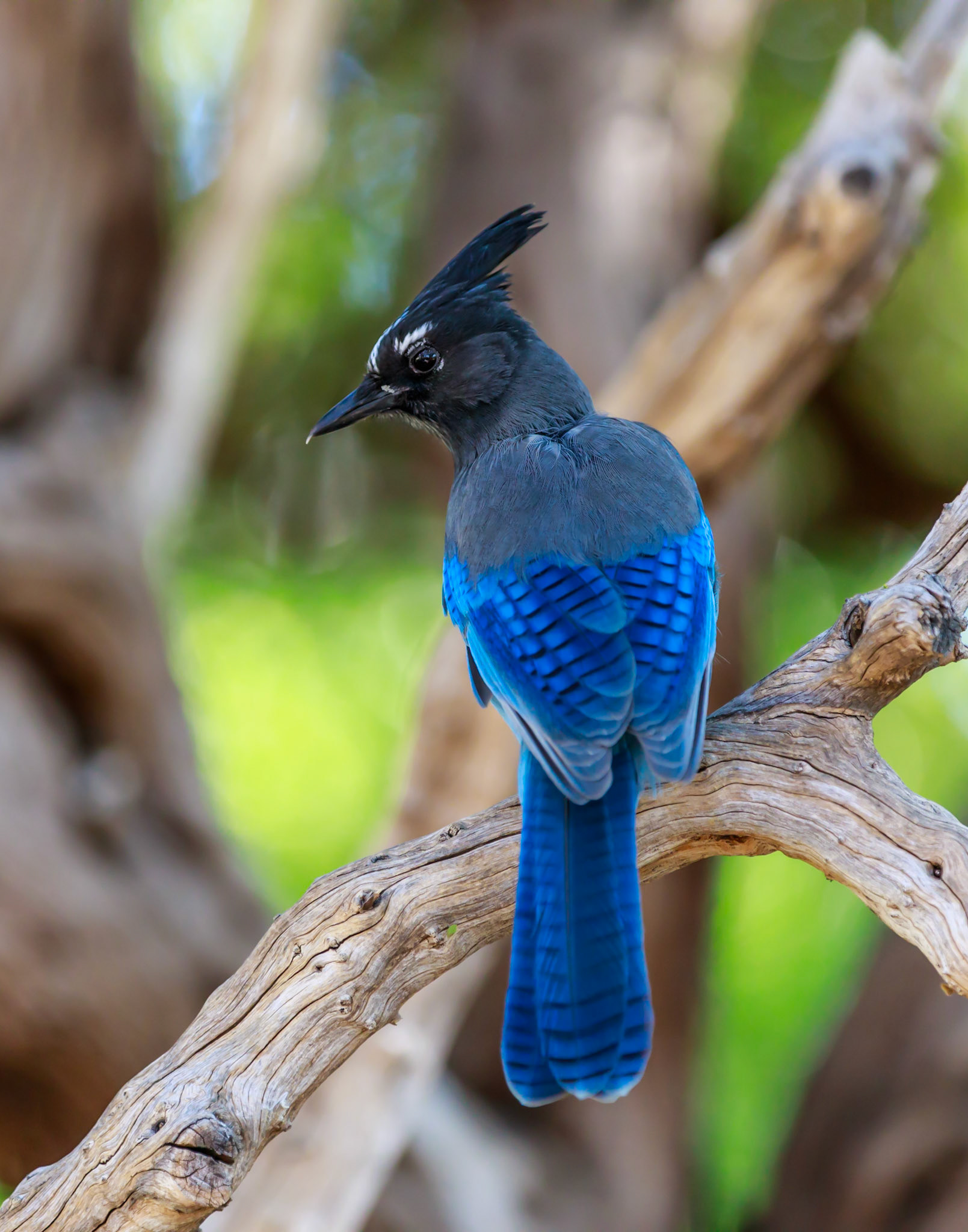 Jay Bird 2