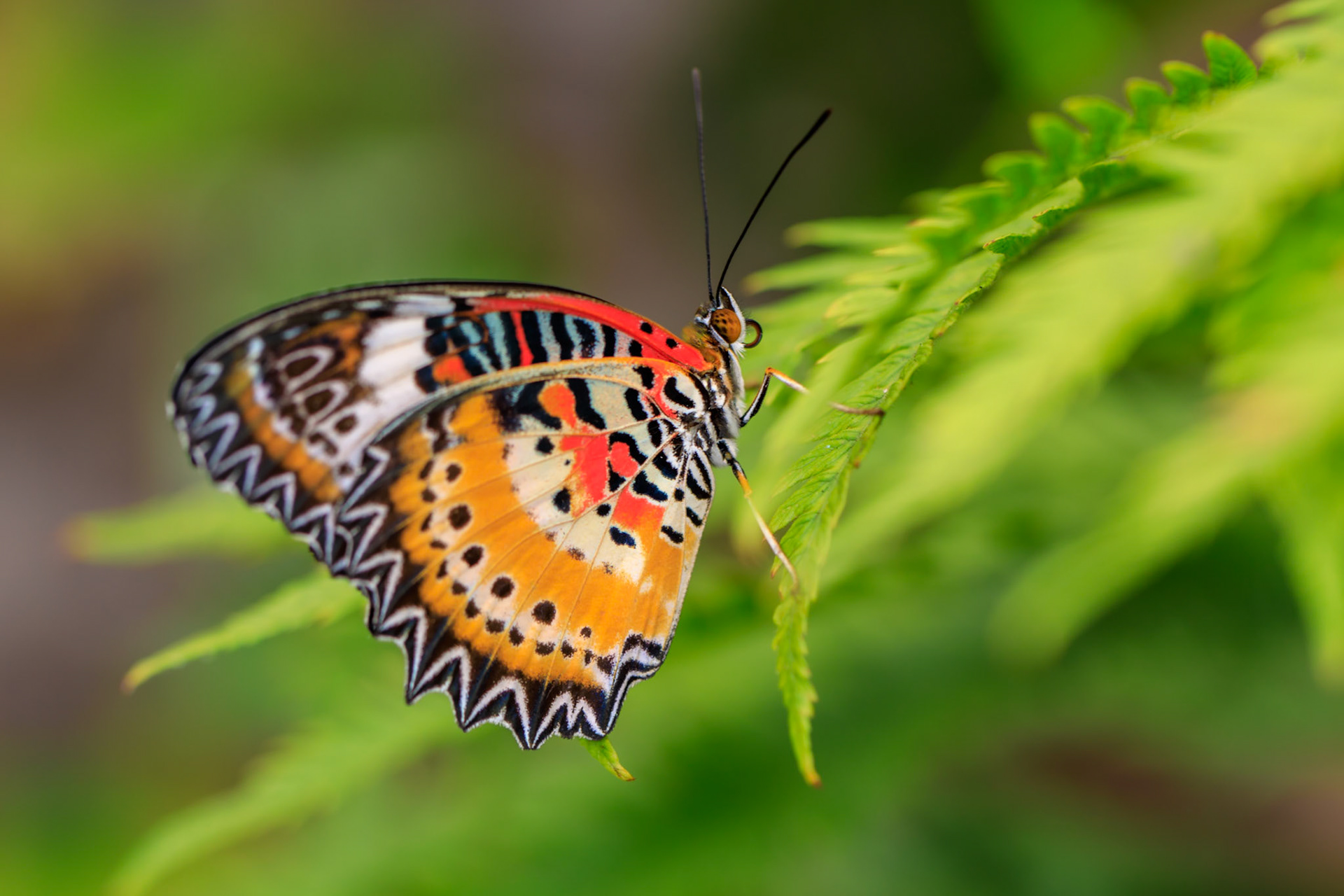 Orange and Red Butterfly