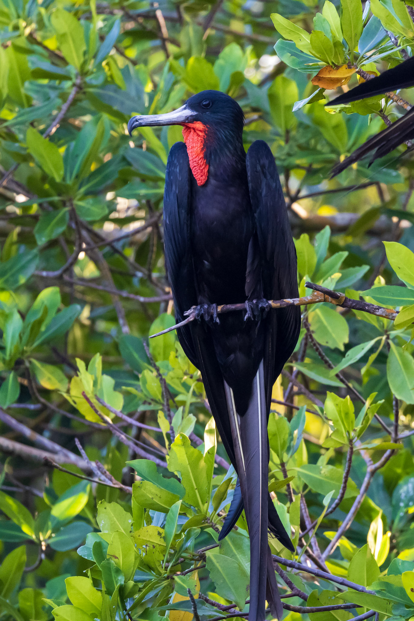 Magnificent Frigatebird
