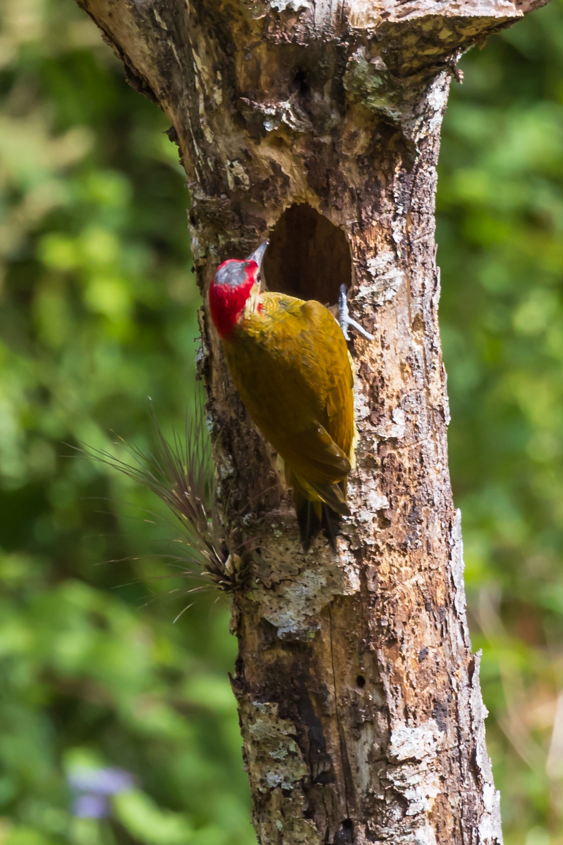 Golden-olive Woodpecker