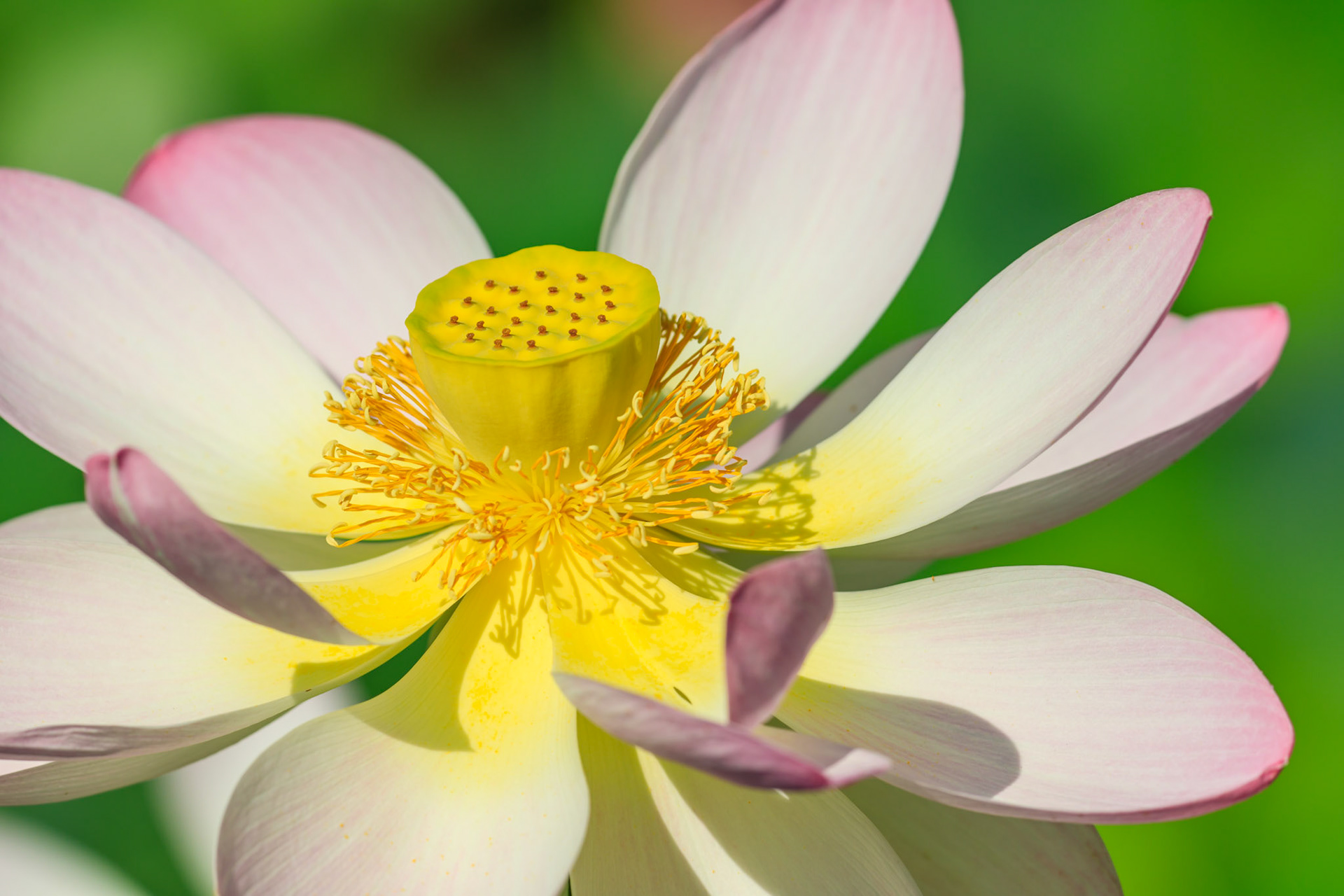 Lotus Flower