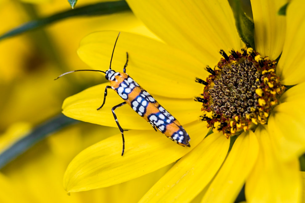 Ailanthus Webworm Moth
