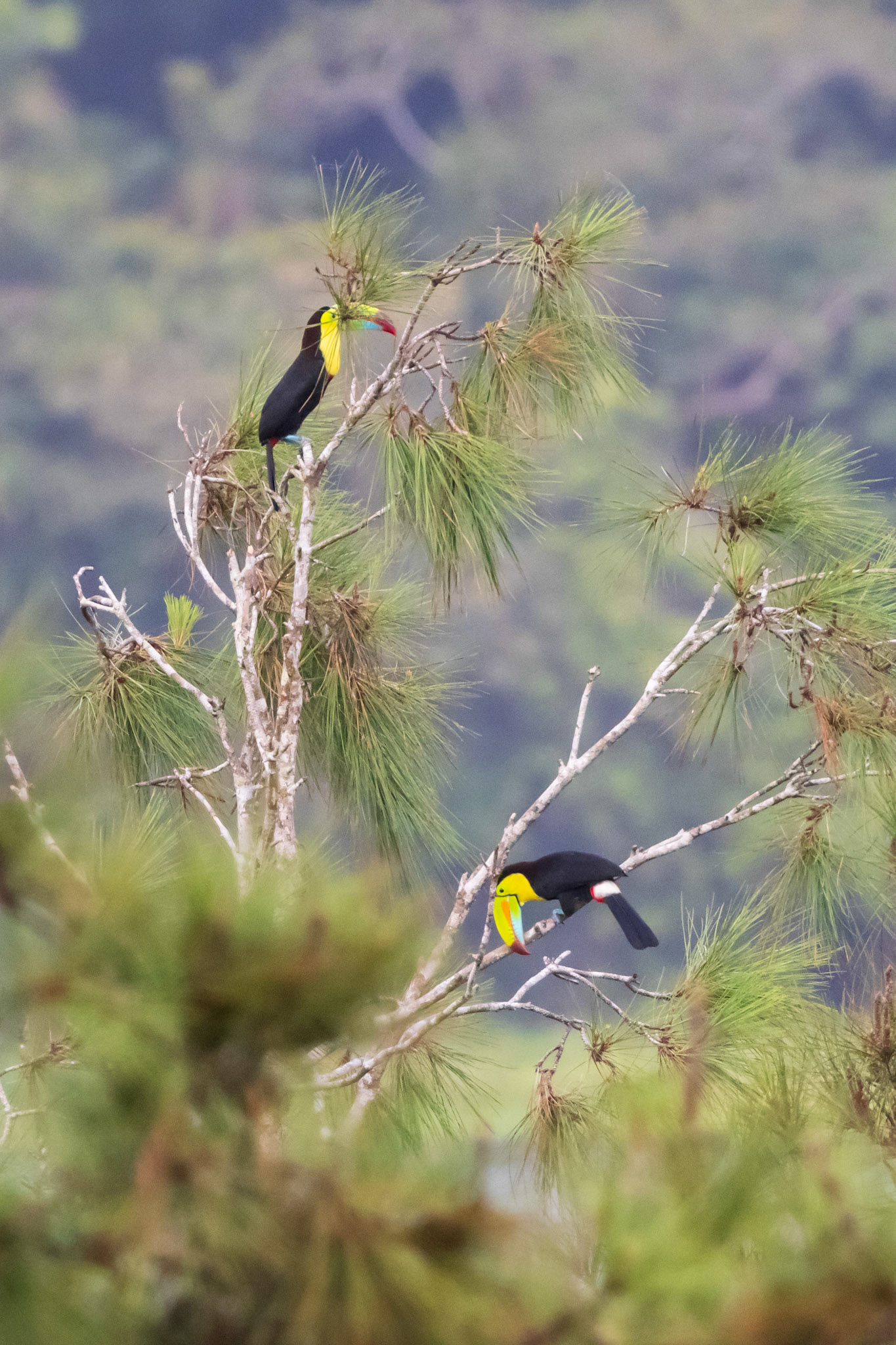 Keel-billed Toucans