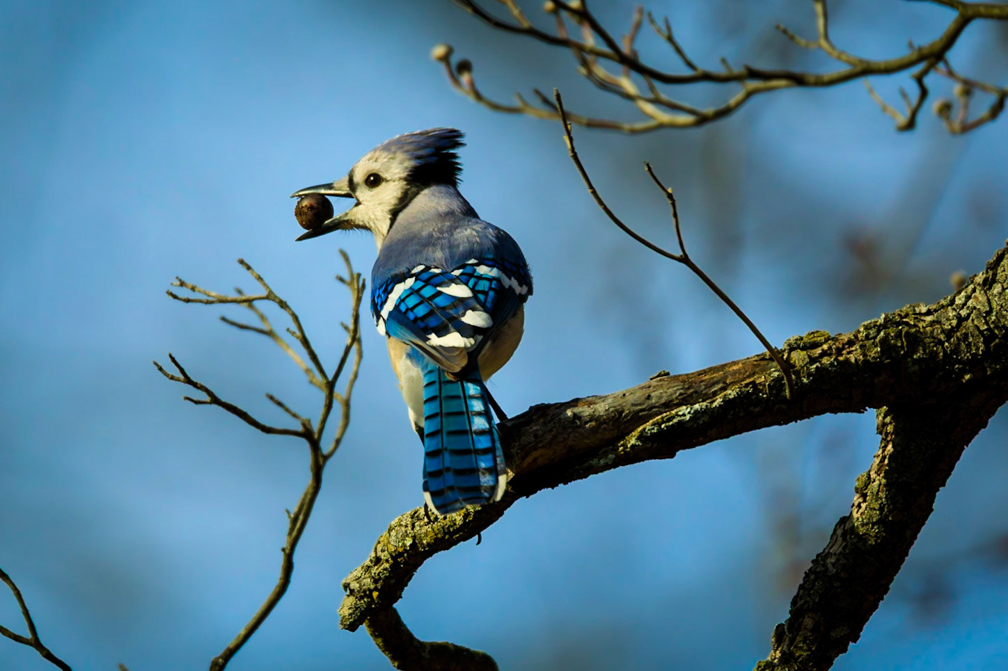 Blue Jay