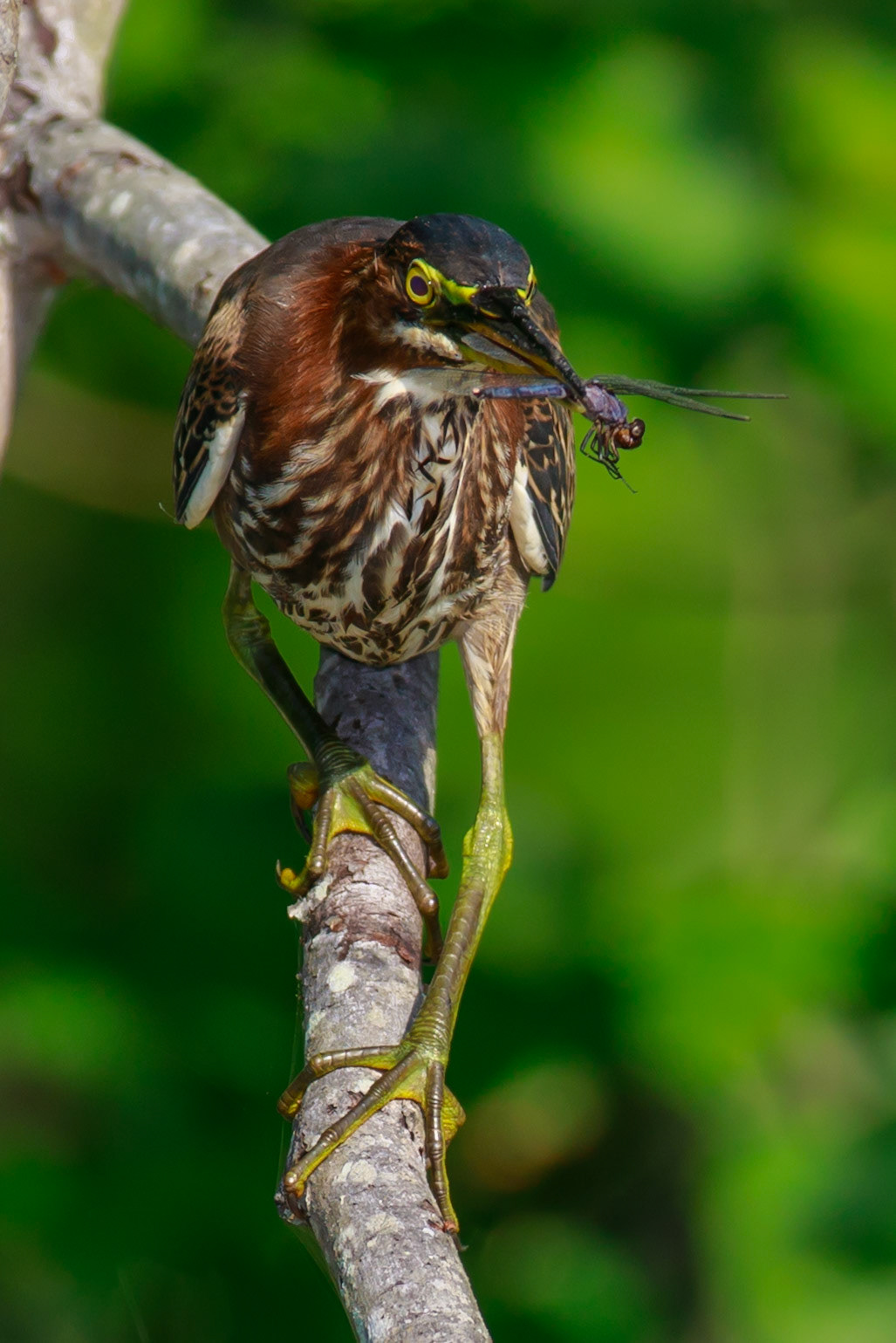 Green Heron with Dragonfly