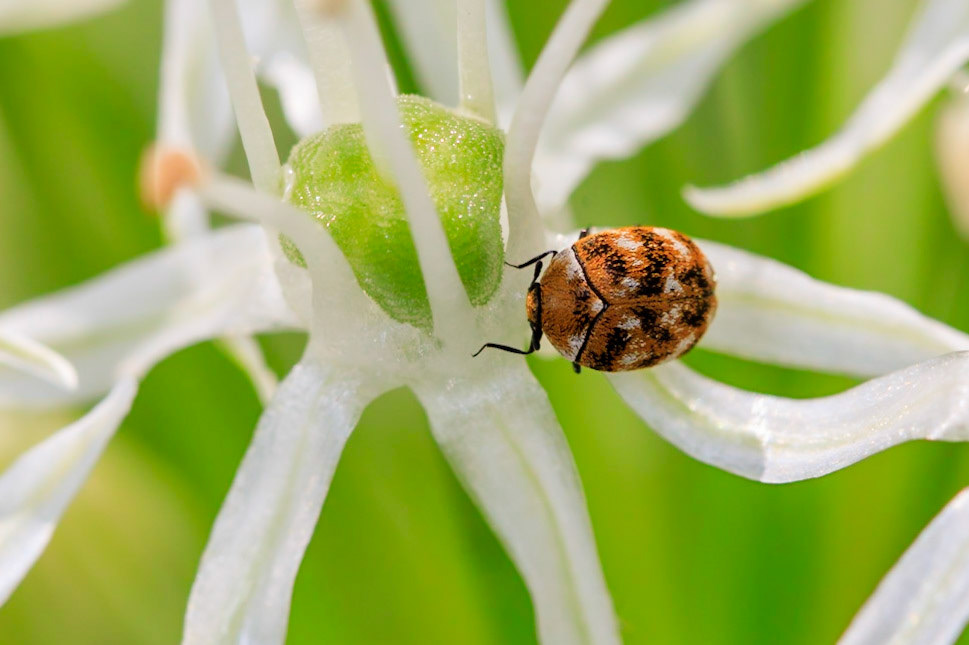 Carpet Beatle