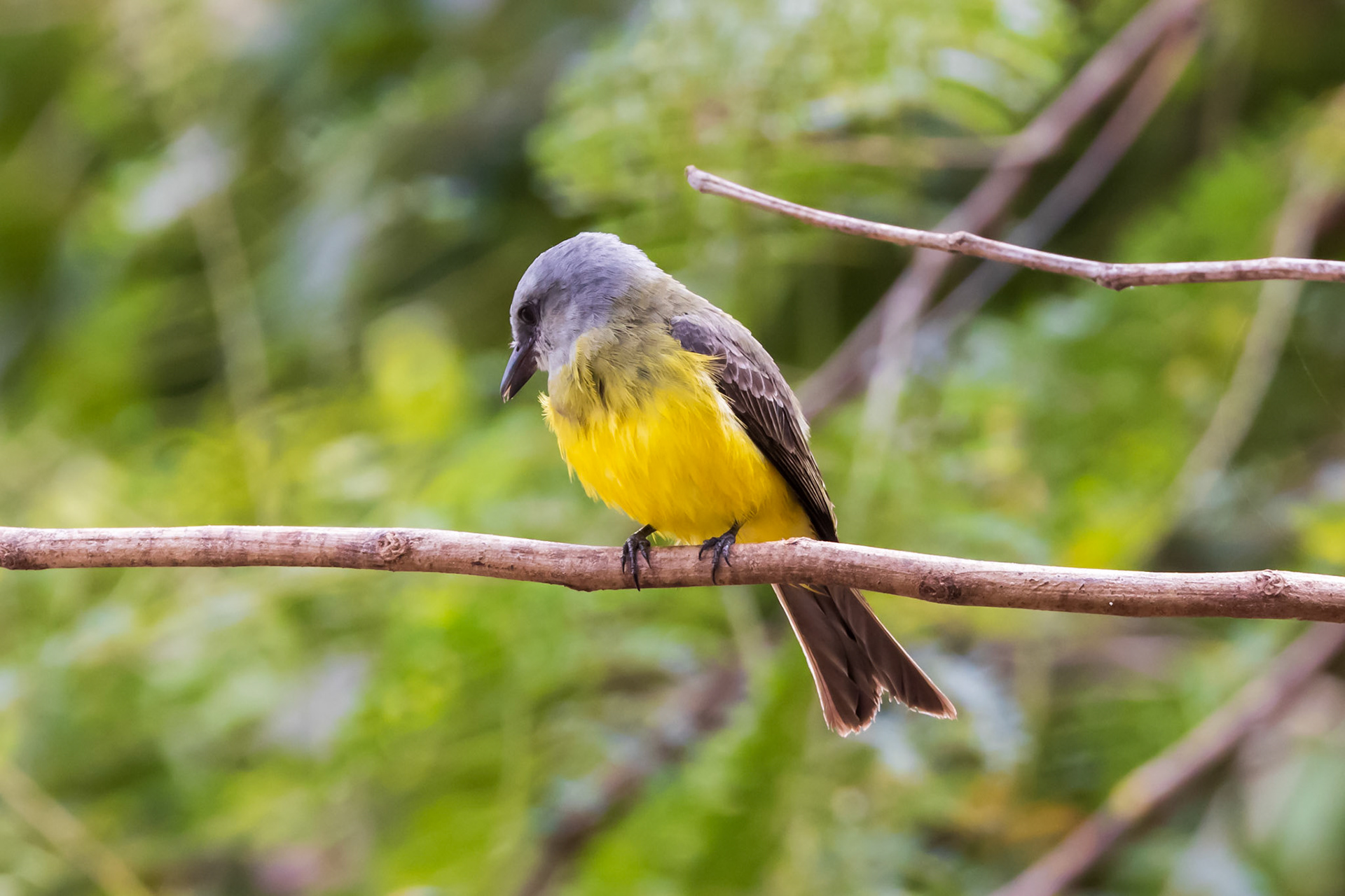 Tropical Kingbird