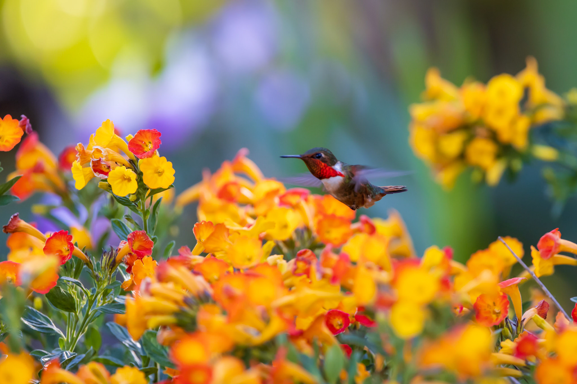 Scintillant Hummingbird
