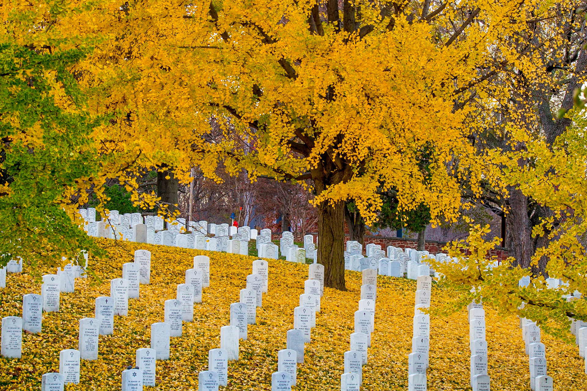Fall Color