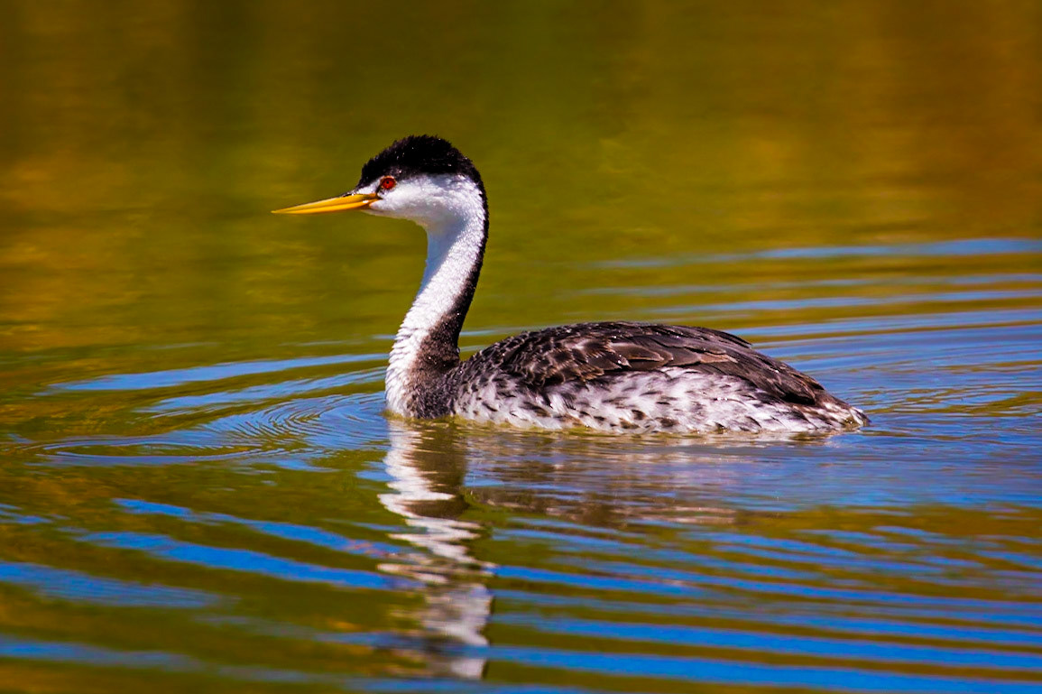 Clark's Grebe