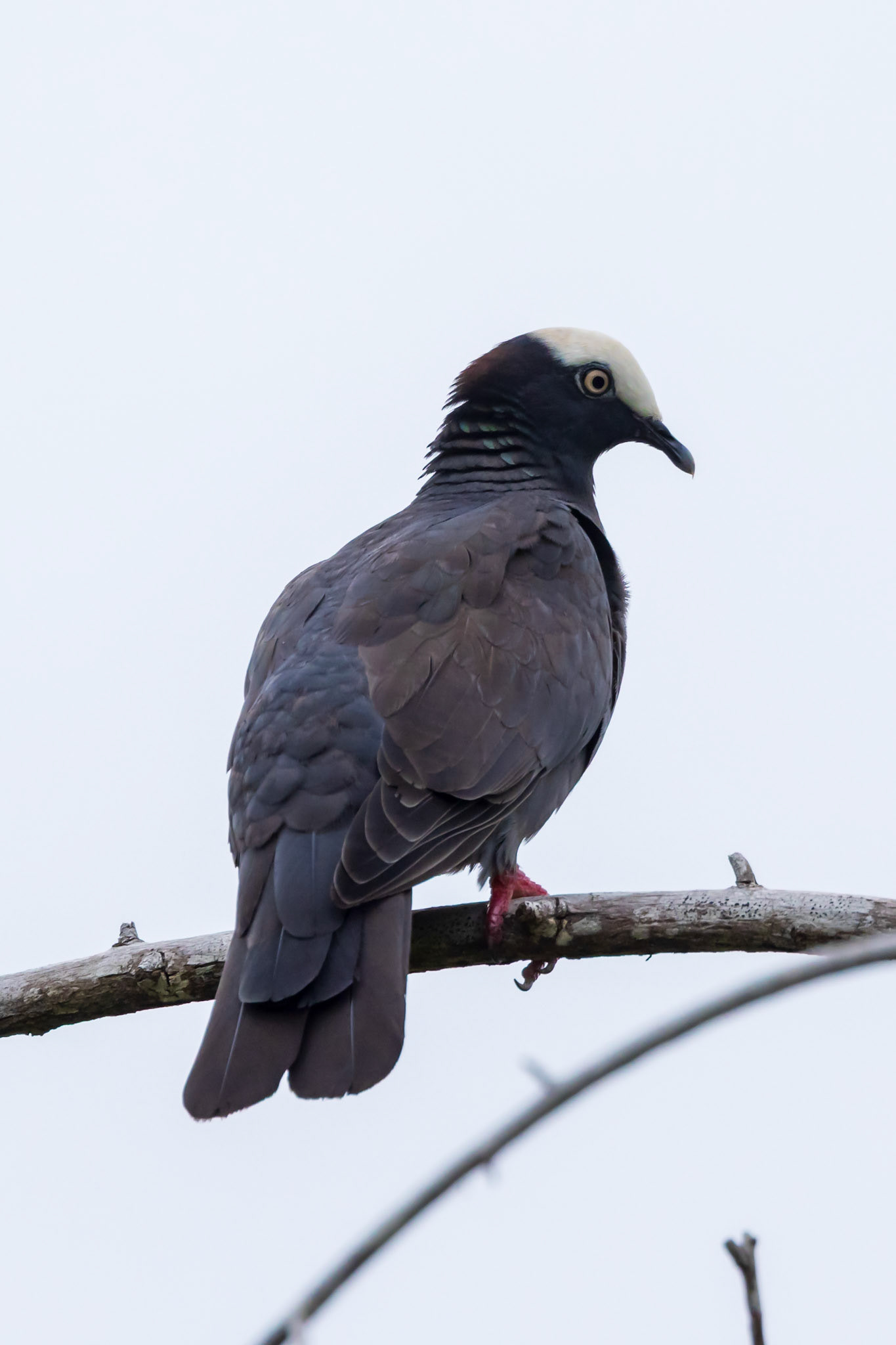 White-crowned Pigeon
