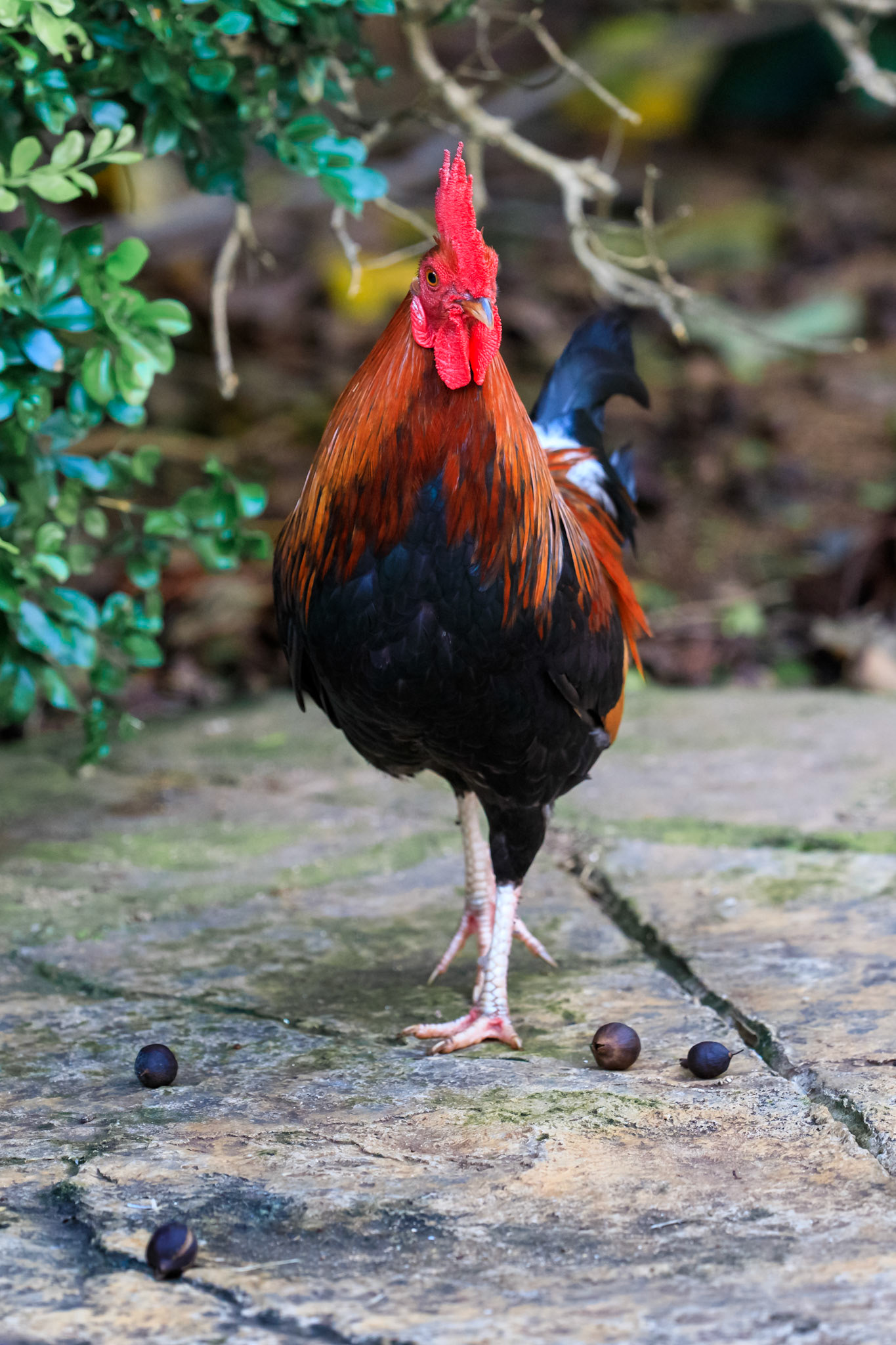 Red Junglefowl