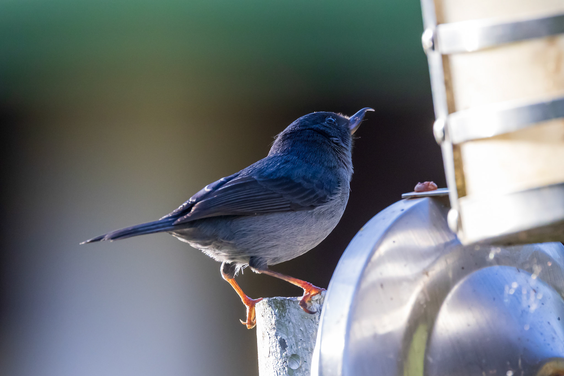 Slaty Flowerpiercer, check out its weird beak