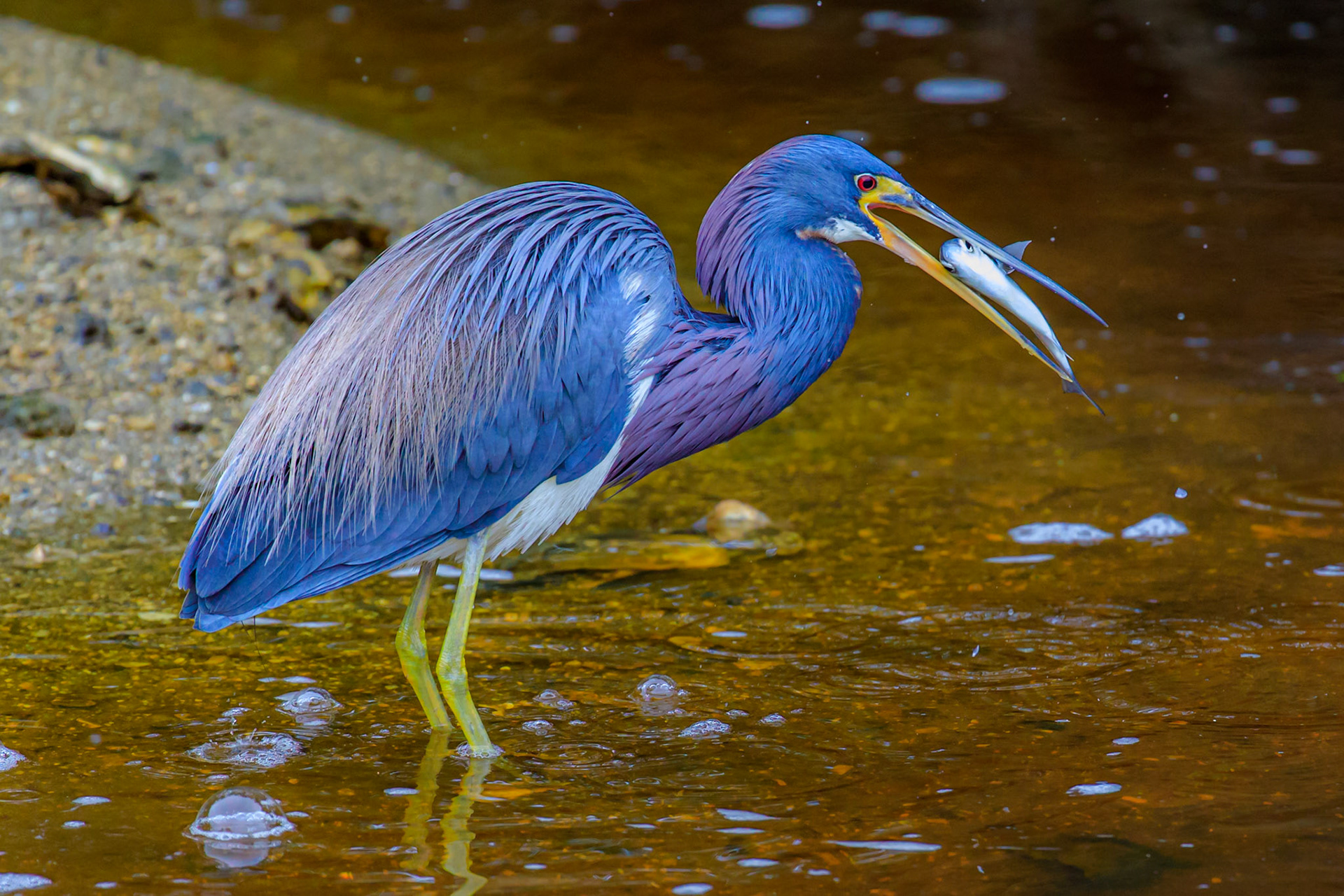 Tricolored Heron