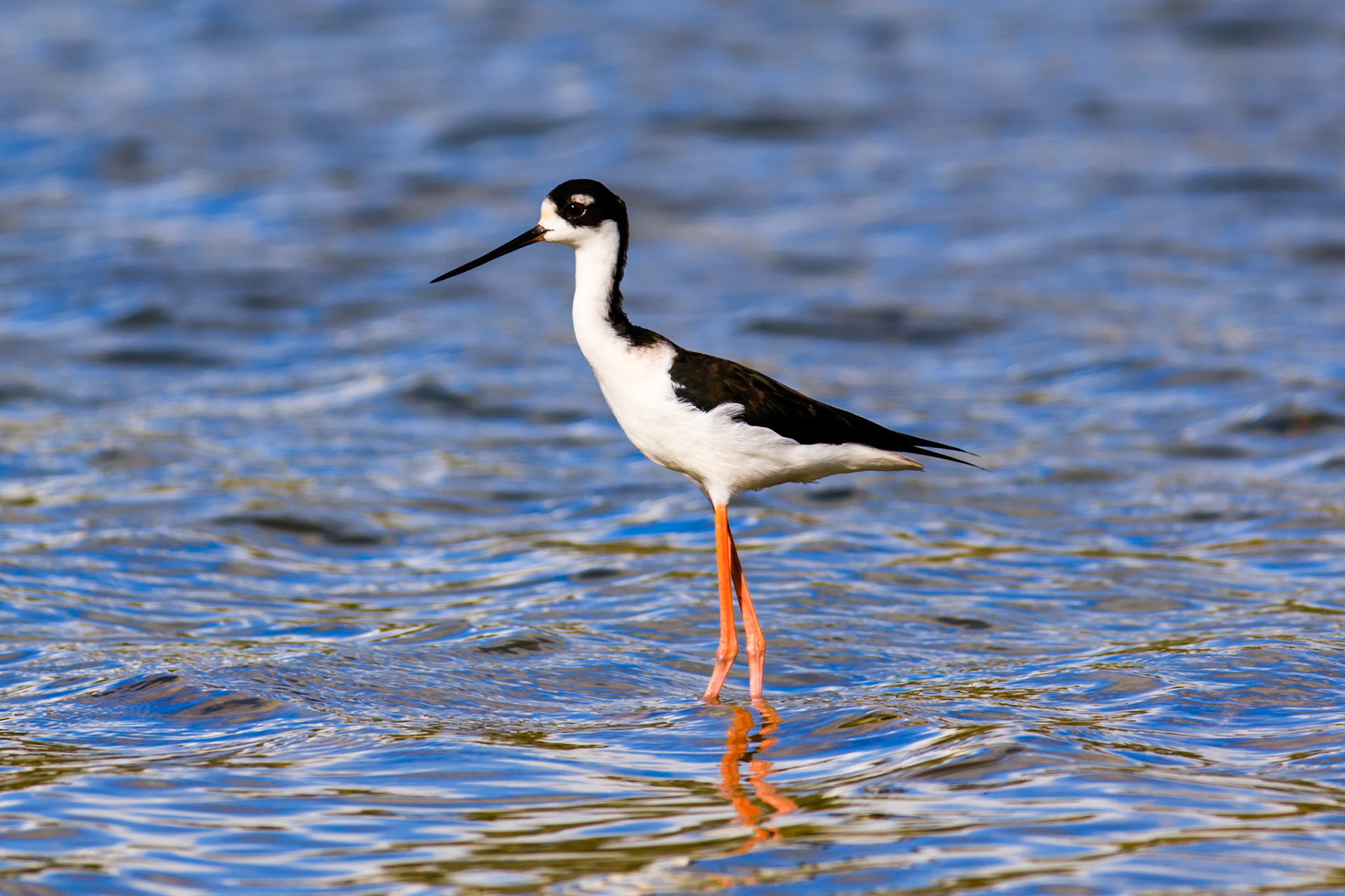 Black-necked Stilt