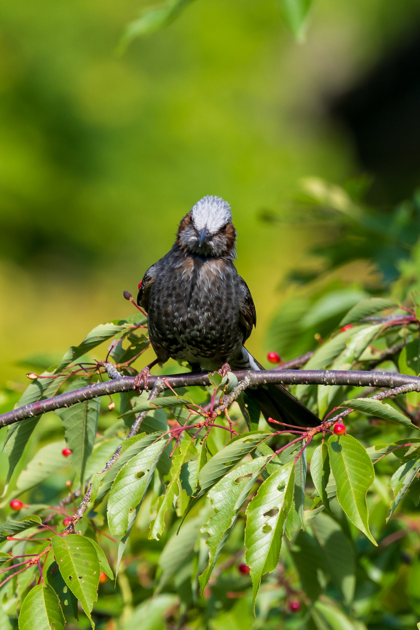 Brown-eared Bulbul