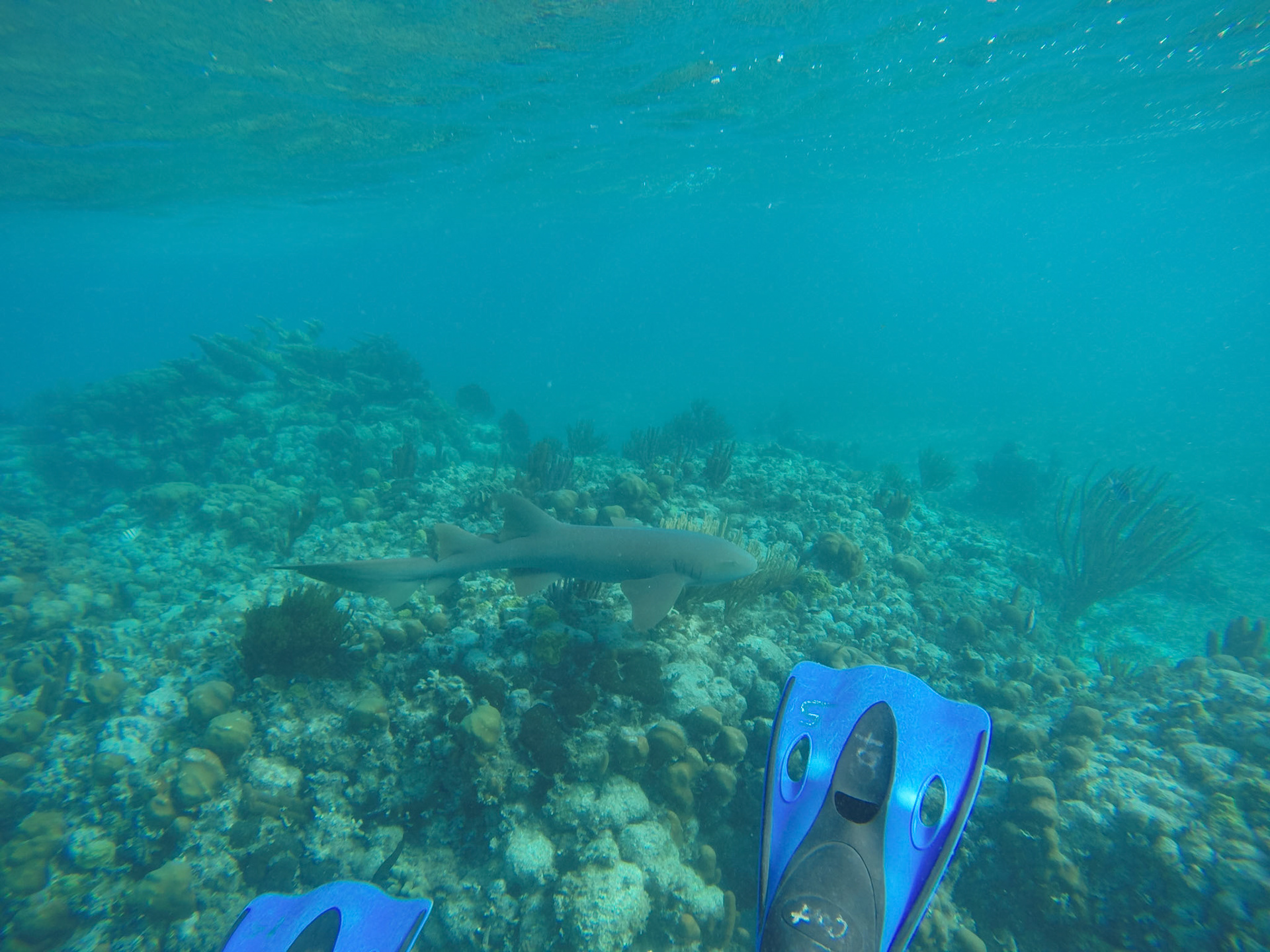 DCIM\100GOPRO\G0139681.