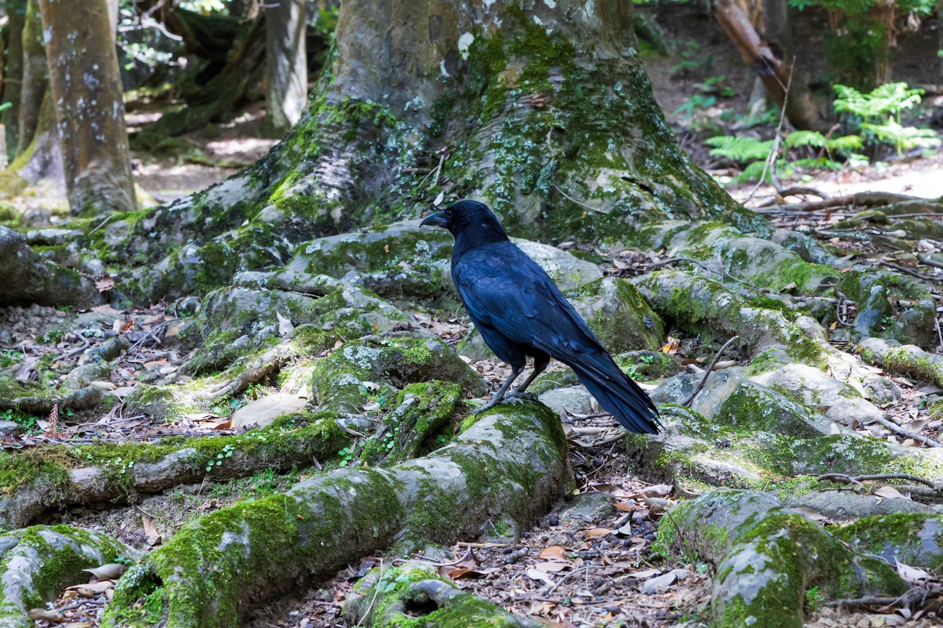Carrion Crow