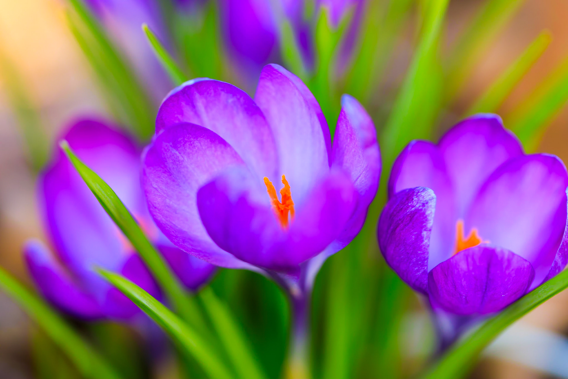 Spring Crocus