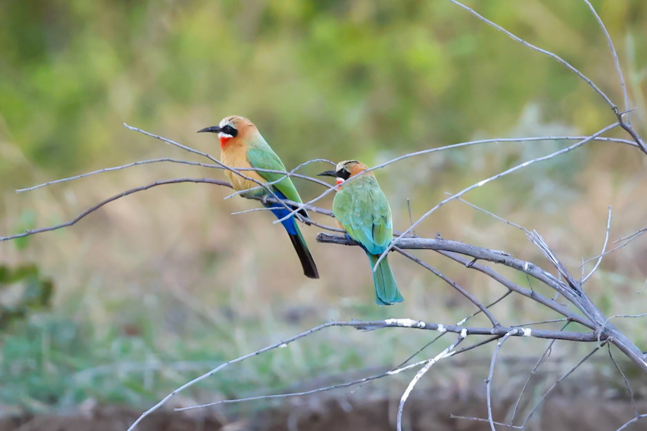 Little Bee-eaters