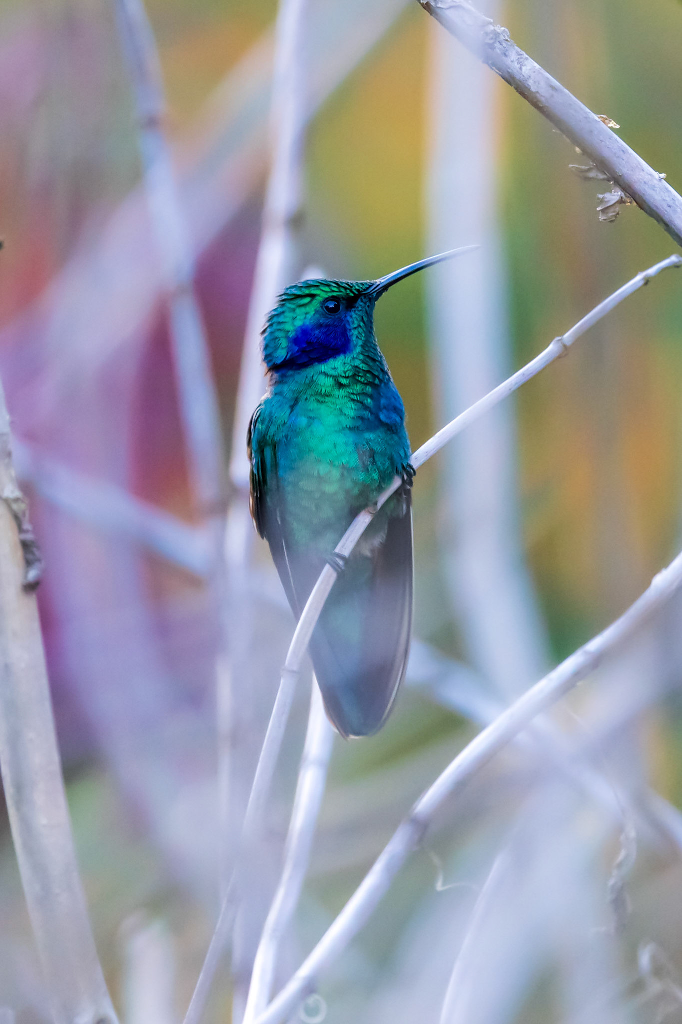 Lesser Violetear Hummingbird
