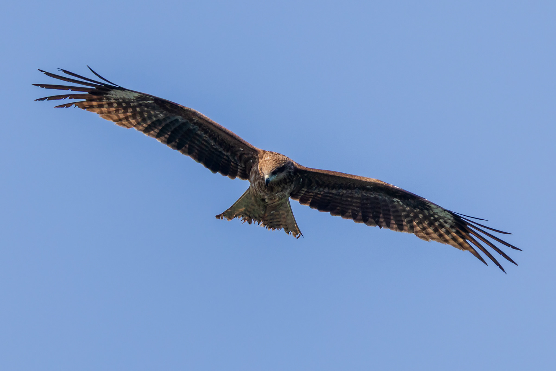 Black Kite
