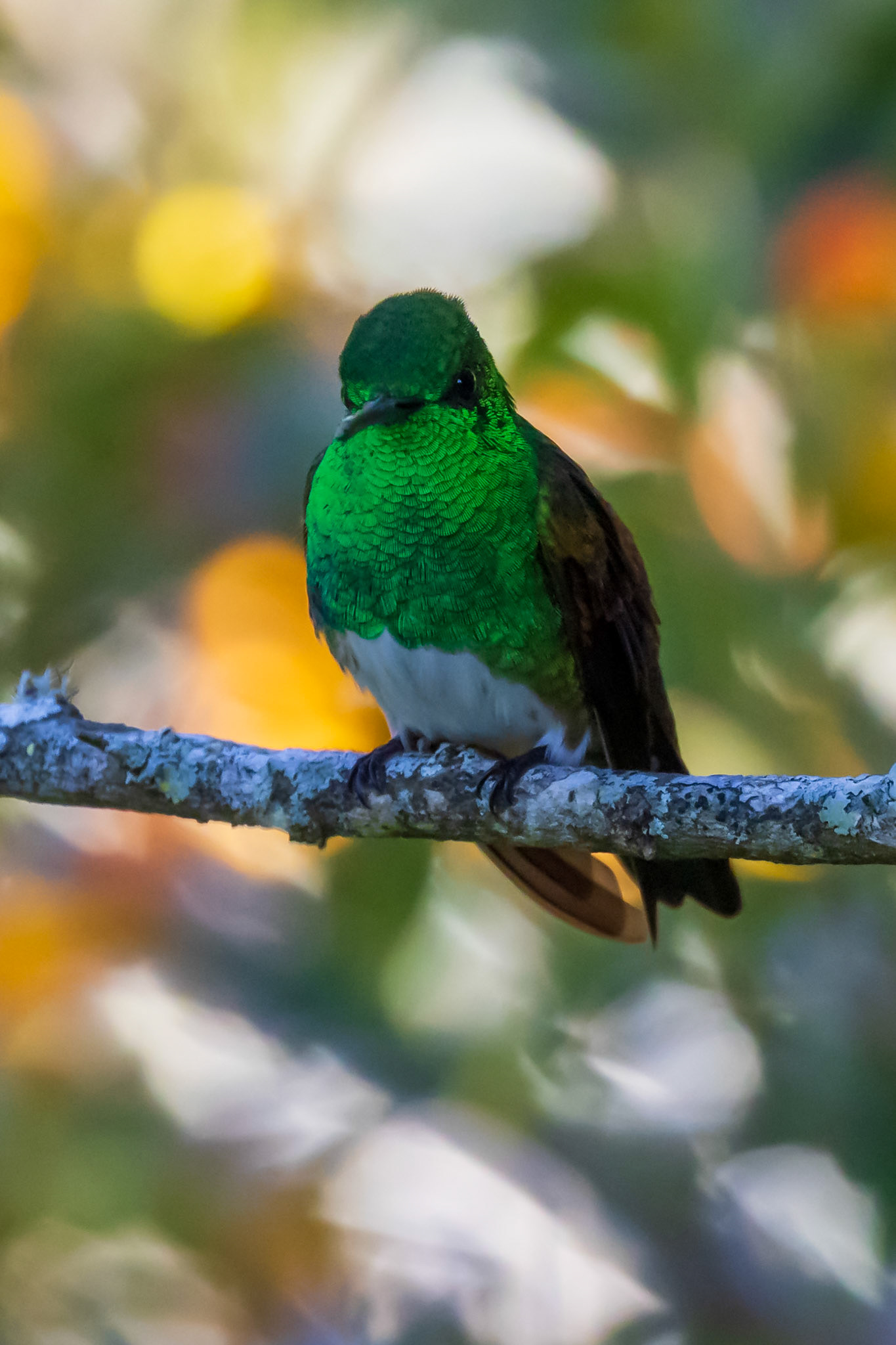 Snowy-bellied Hummingbird