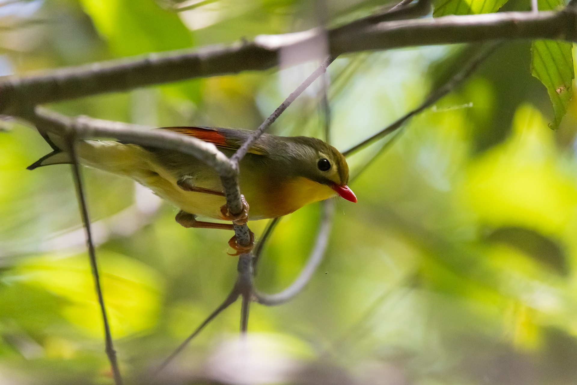 Red-billed Leiothrix