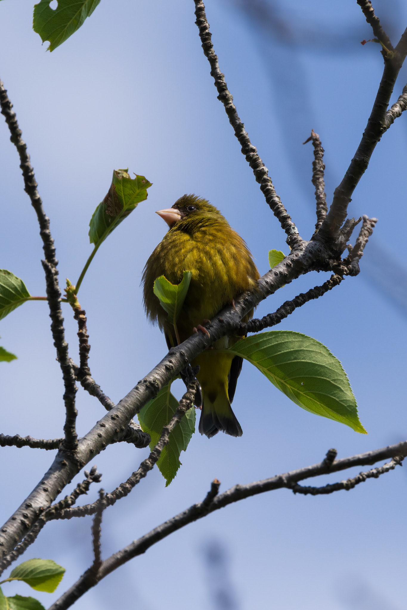 Oriental Greenfinch