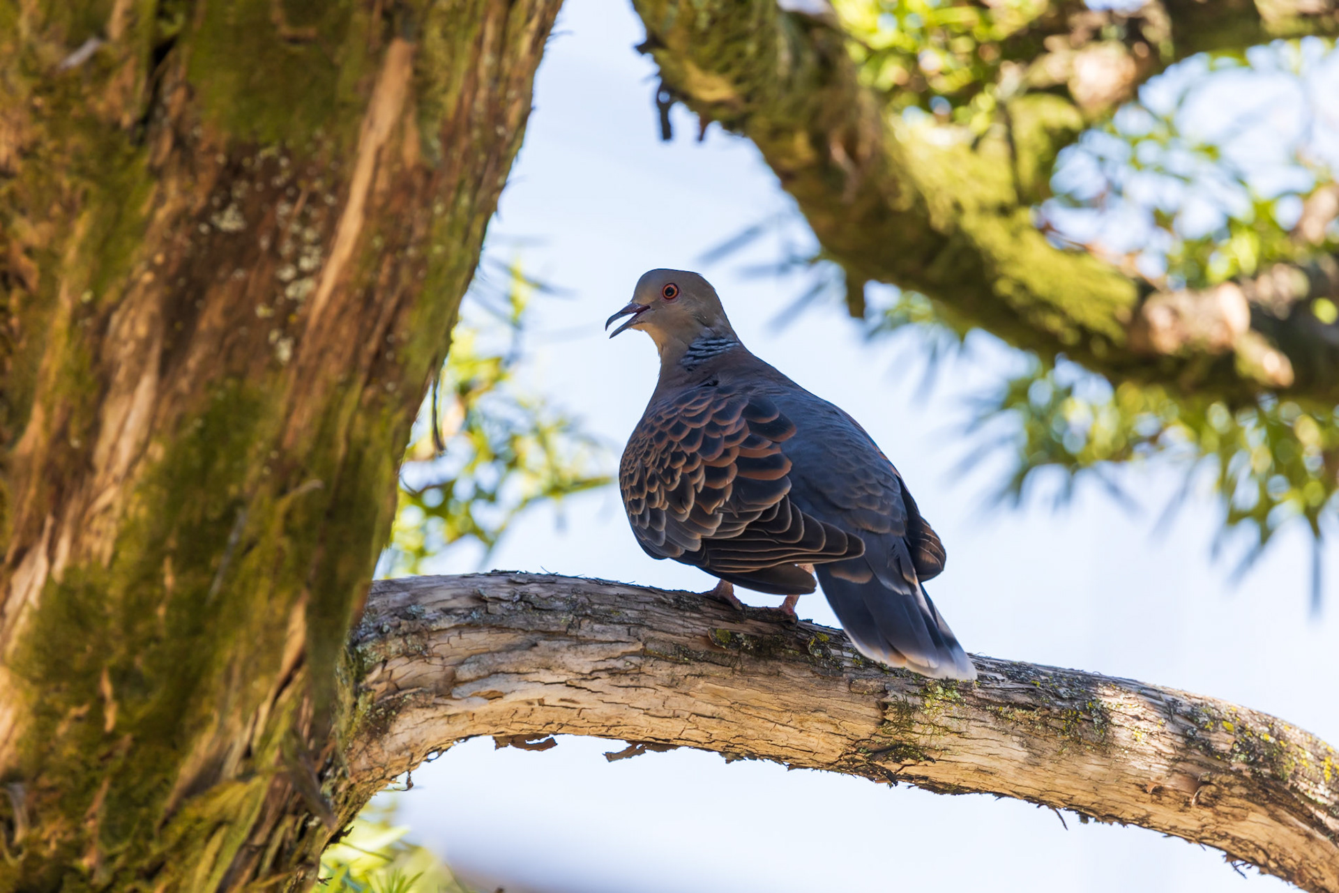 Oriental Turtle-Dove